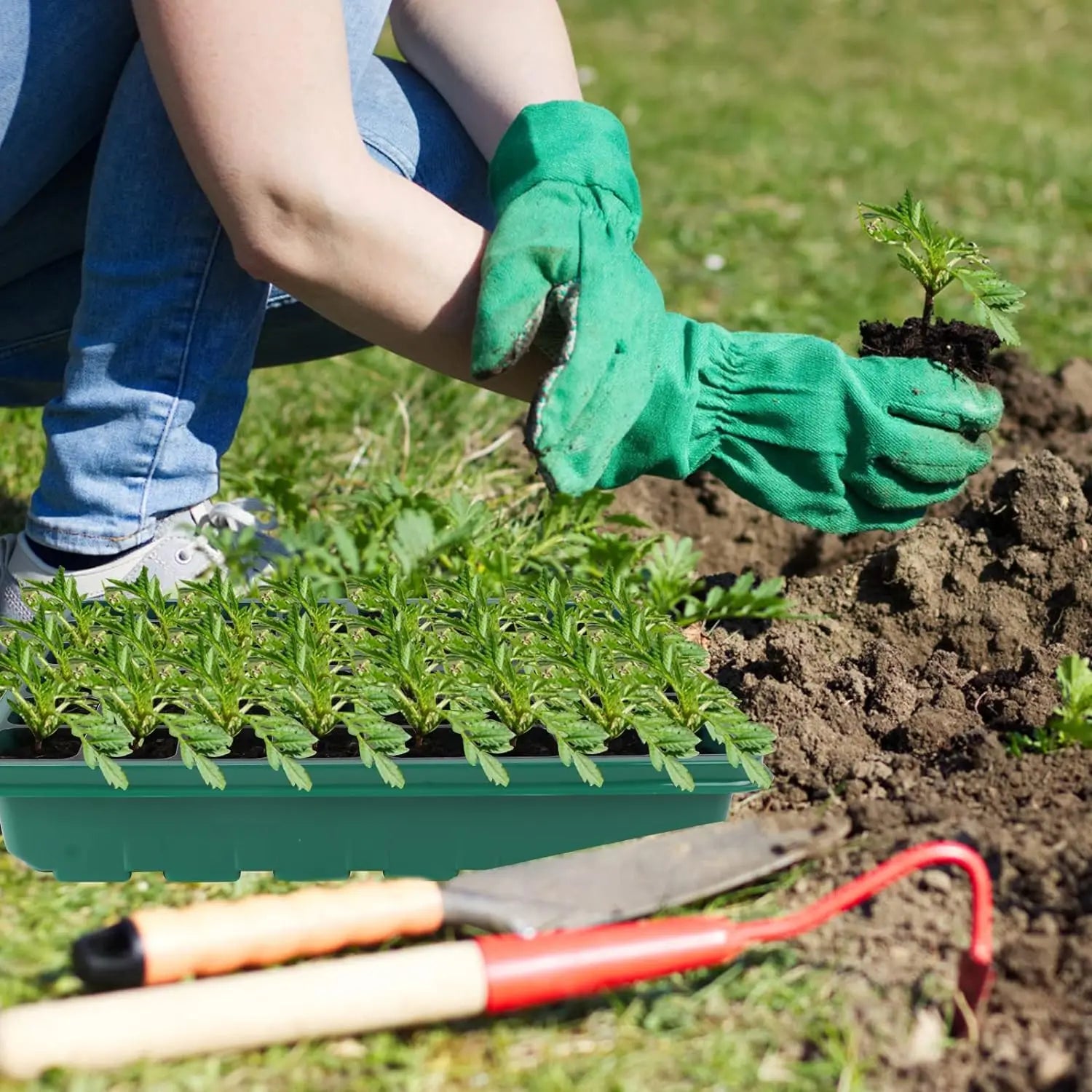 36-Cell Seed Starter Tray with Adjustable Grow Light & Humidity Dome