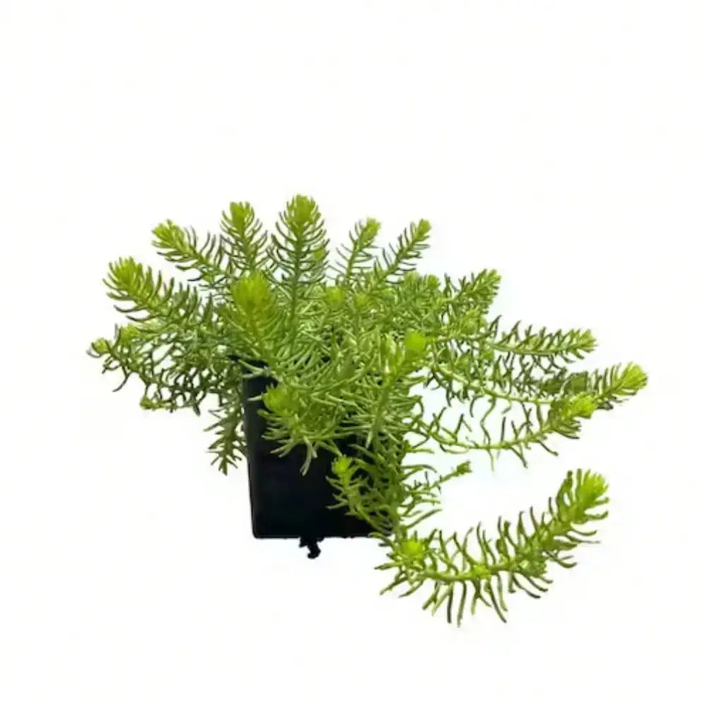 Live Angelina Sedum Plants – Set of 3 in 4-Inch Pots