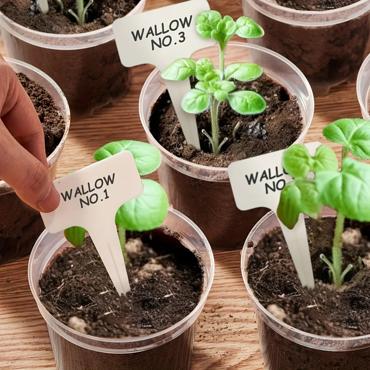 72-Piece Clear Nursery Pot Set with Trays & Labels – Seed Starter Kit