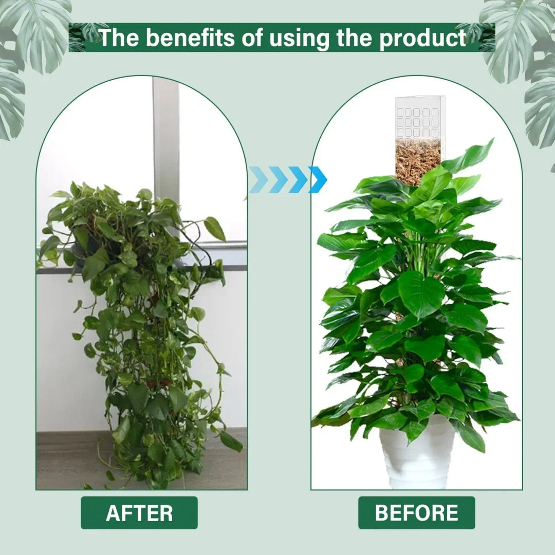 Moss Pole Plant Support – Indoor Climbing Plant Stand