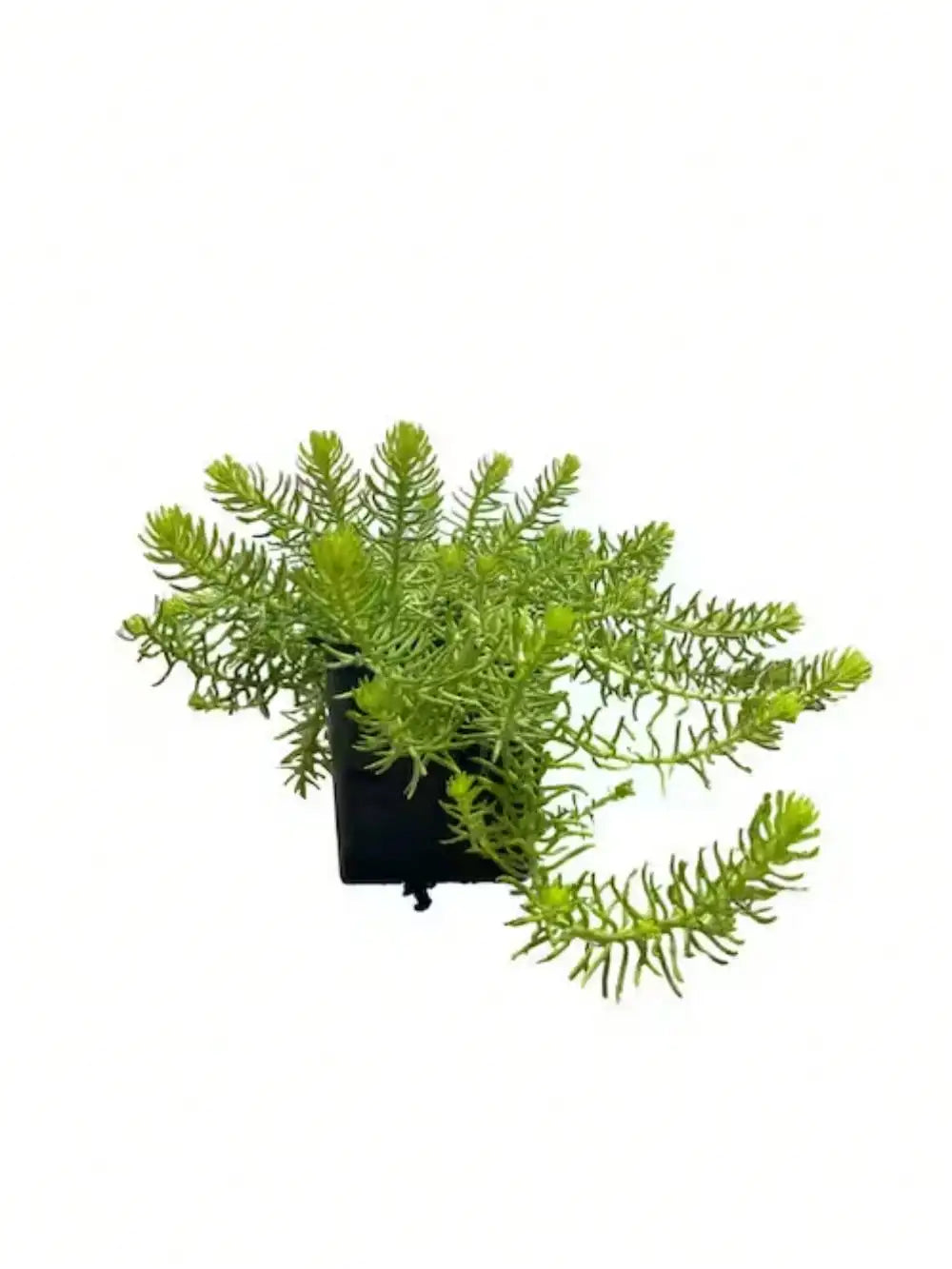Live Angelina Sedum Plants – Set of 3 in 4-Inch Pots