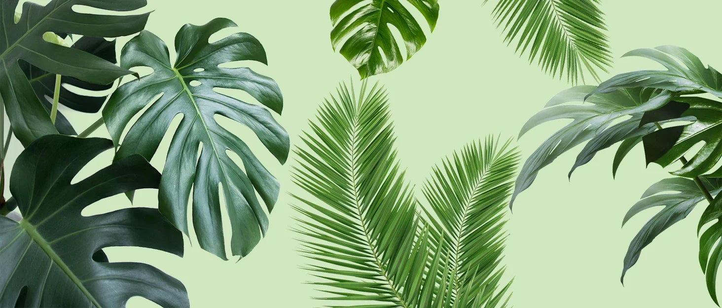 Moss Pole Plant Support – Indoor Climbing Plant Stand