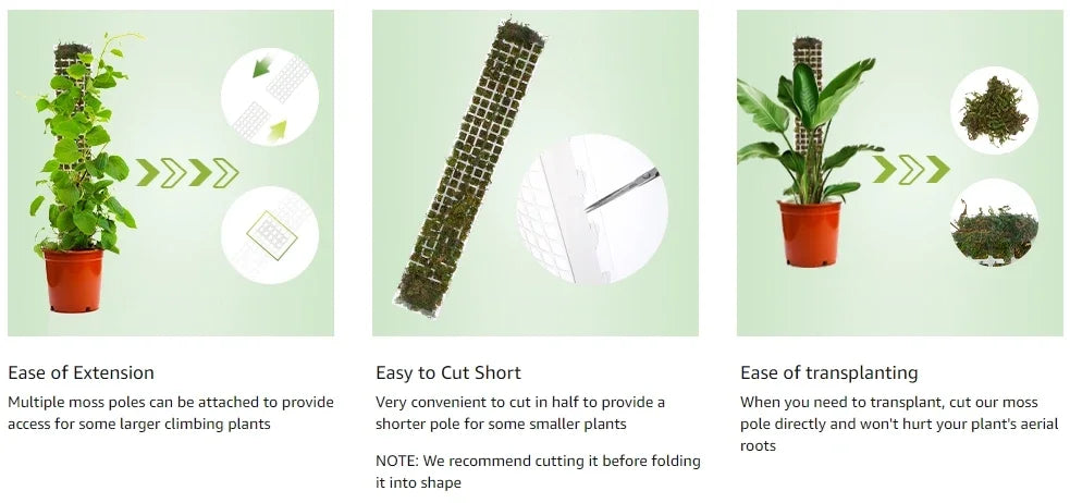 Moss Pole Plant Support – Indoor Climbing Plant Stand