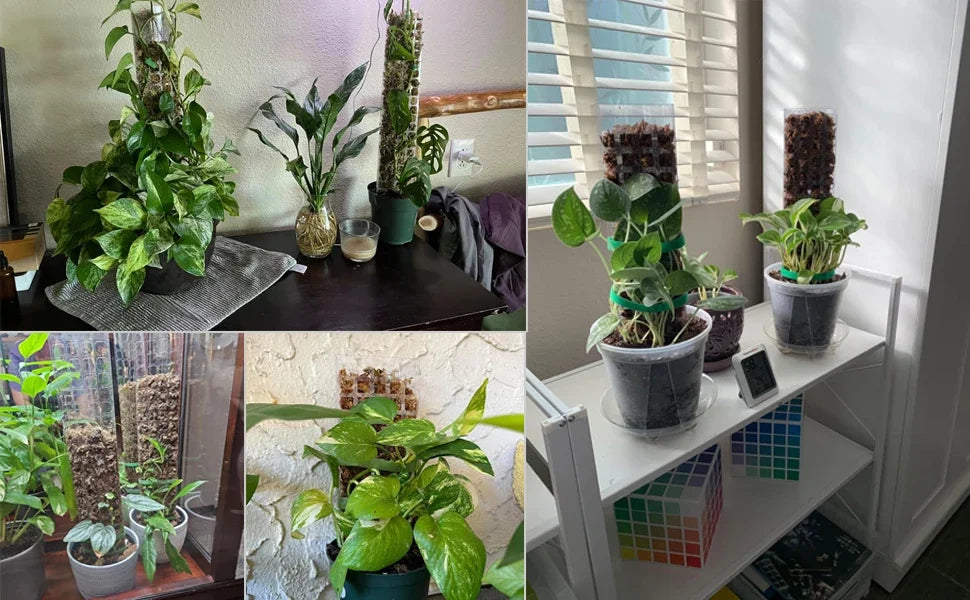 Moss Pole Plant Support – Indoor Climbing Plant Stand