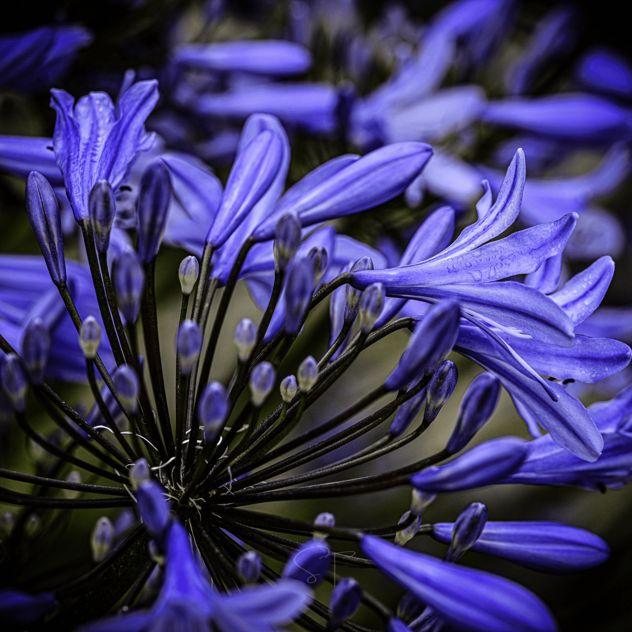 African Lily – 25 Seeds