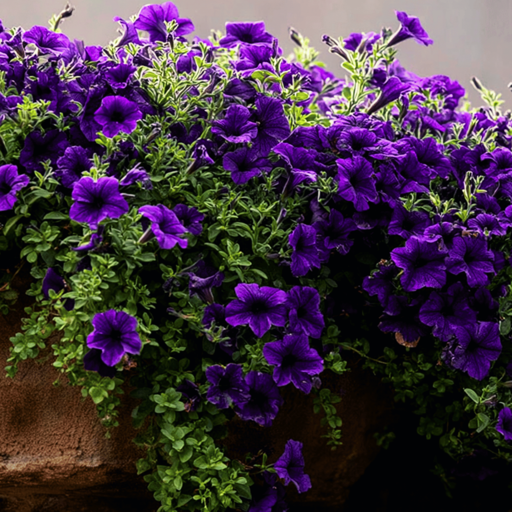 Alderman Blue Petunia – 100 Seeds