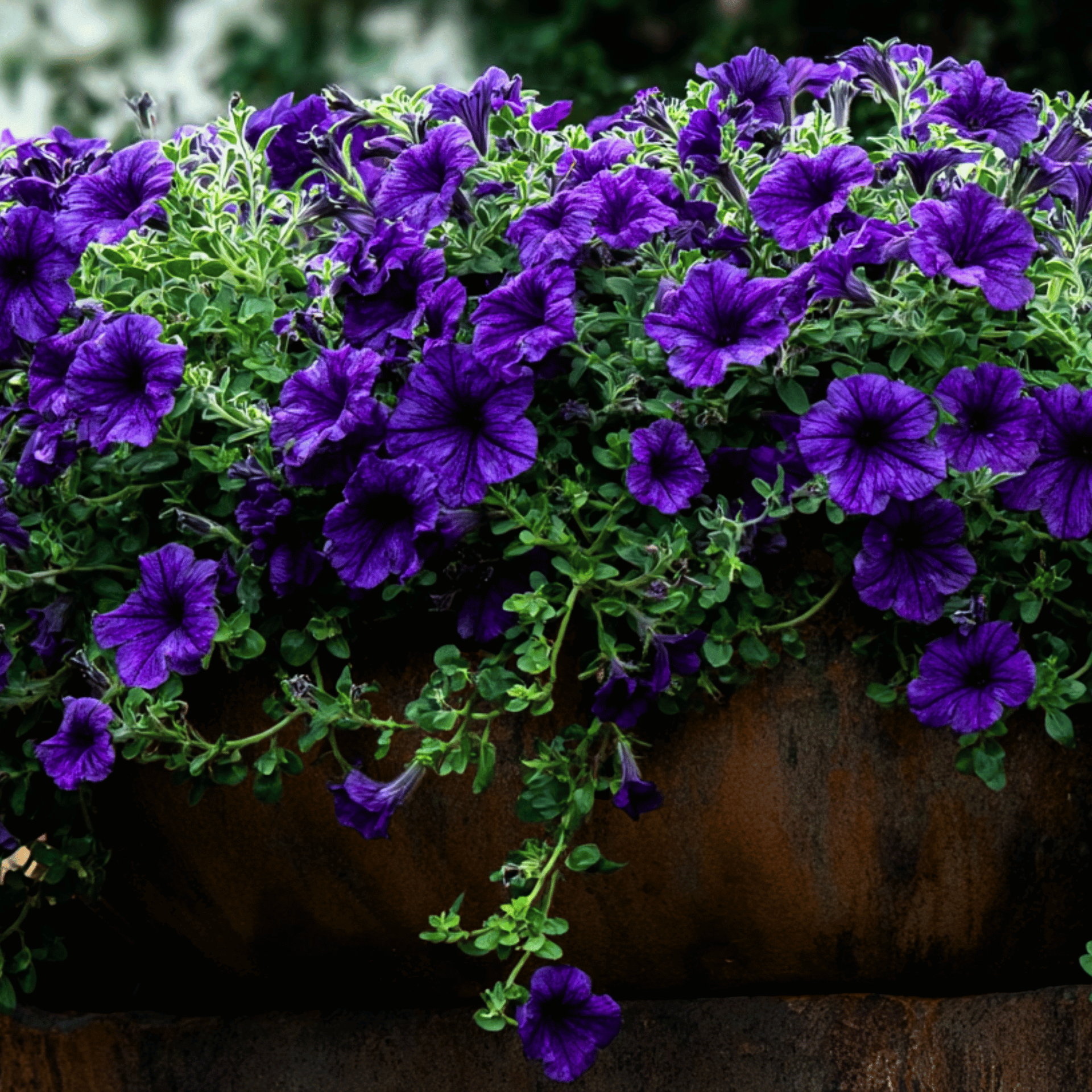 Alderman Blue Petunia – 100 Seeds