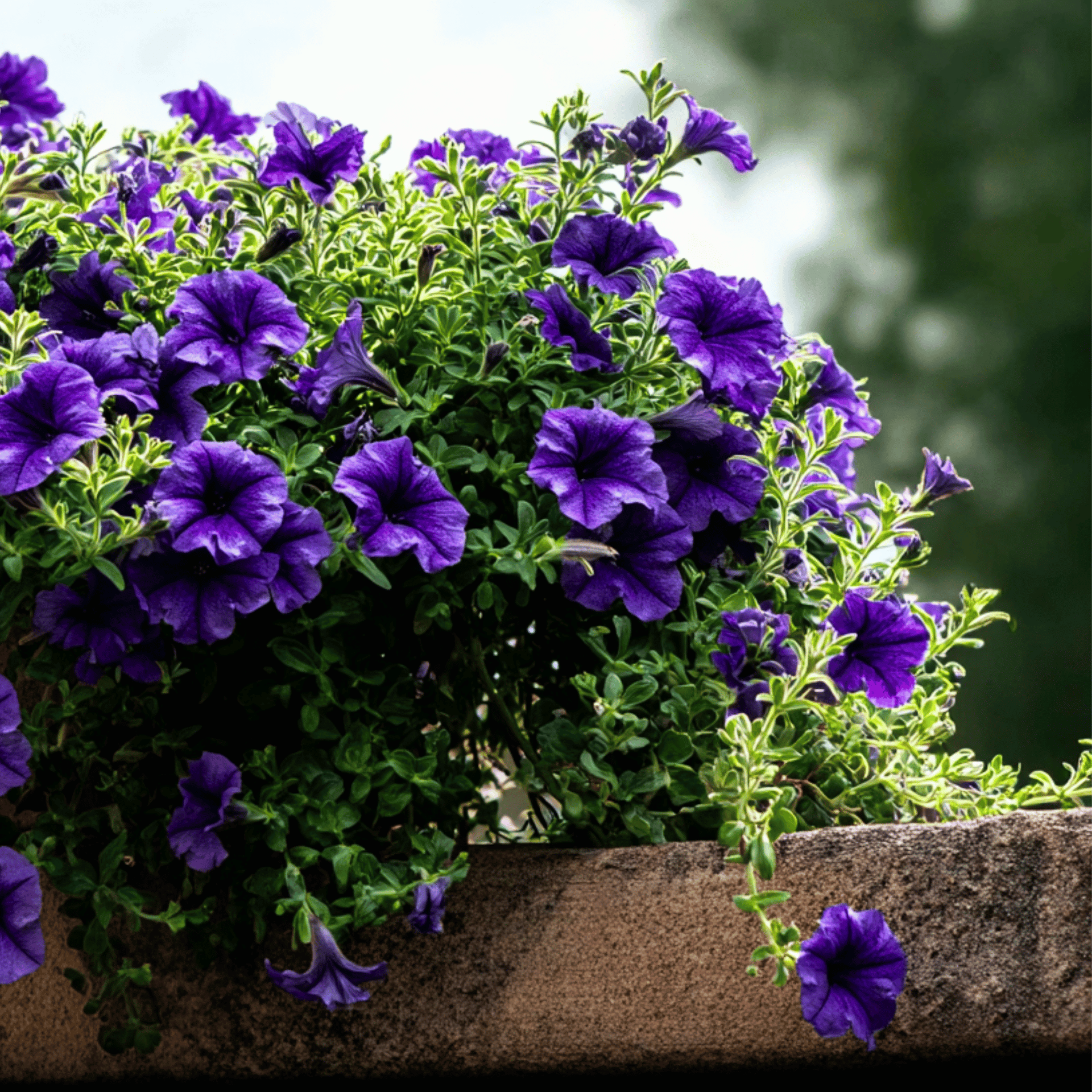 Alderman Blue Petunia – 100 Seeds
