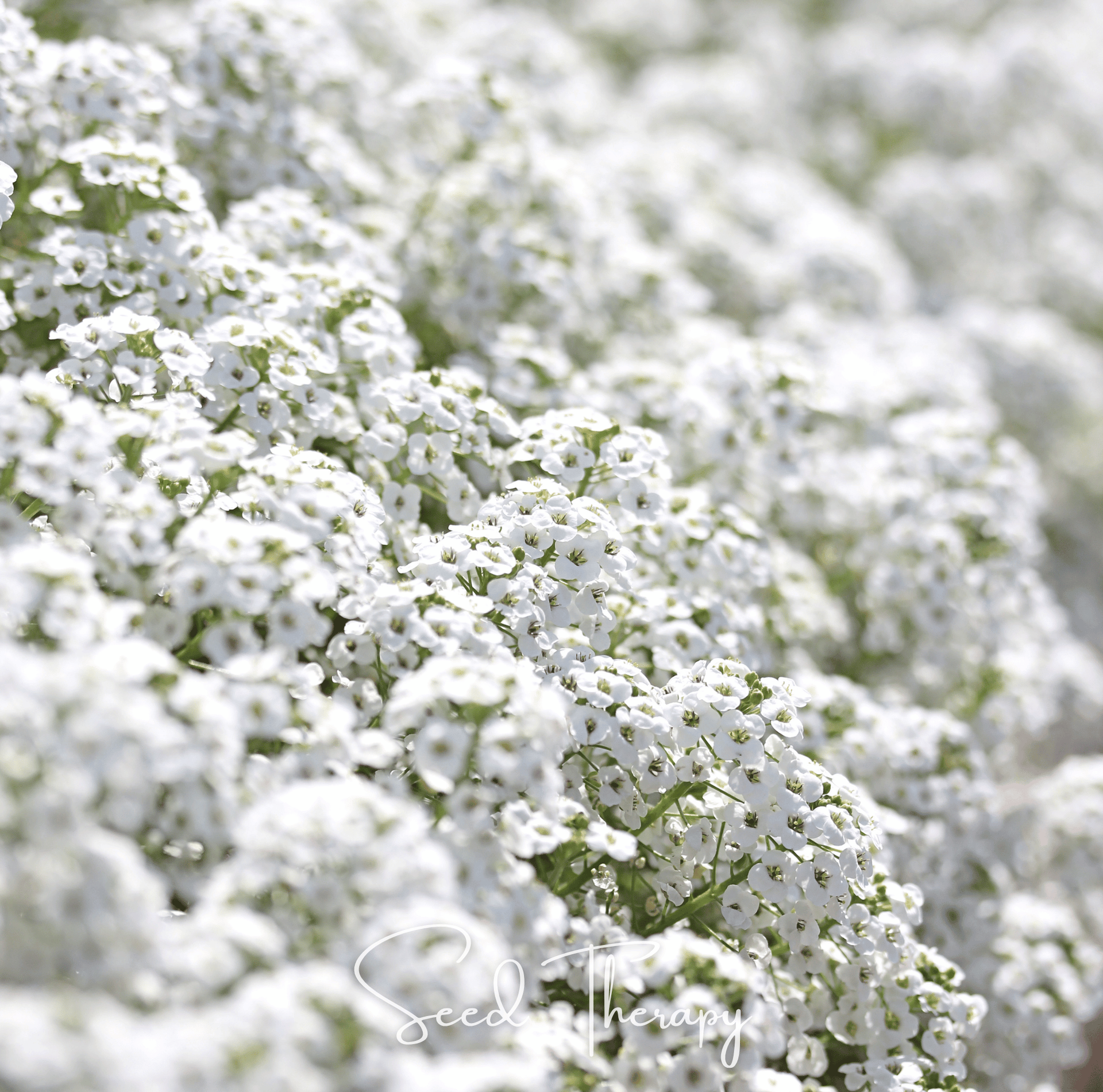 Carpet of Snow Sweet Alyssum – 250 Seeds