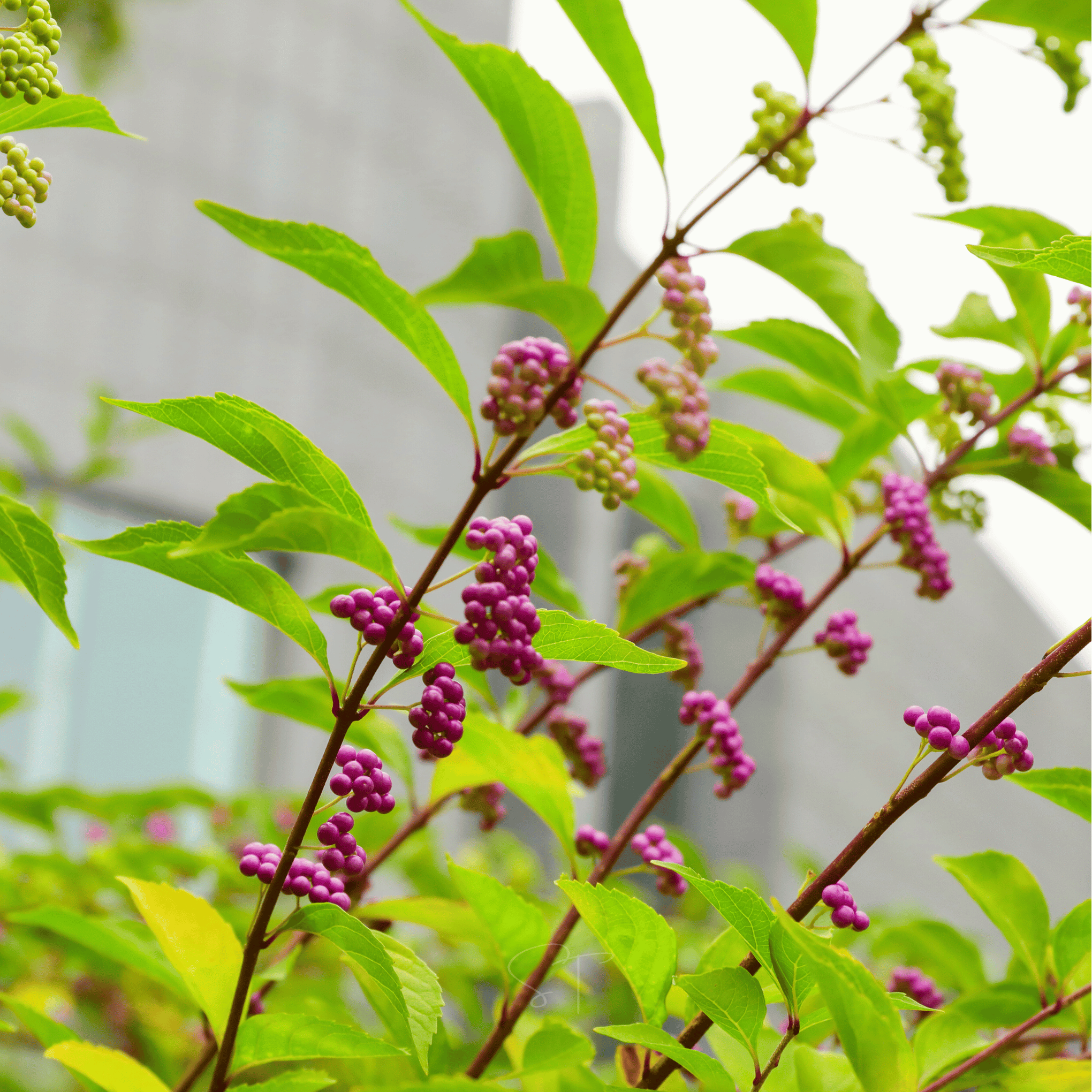 American Beautyberry – 30 Seeds