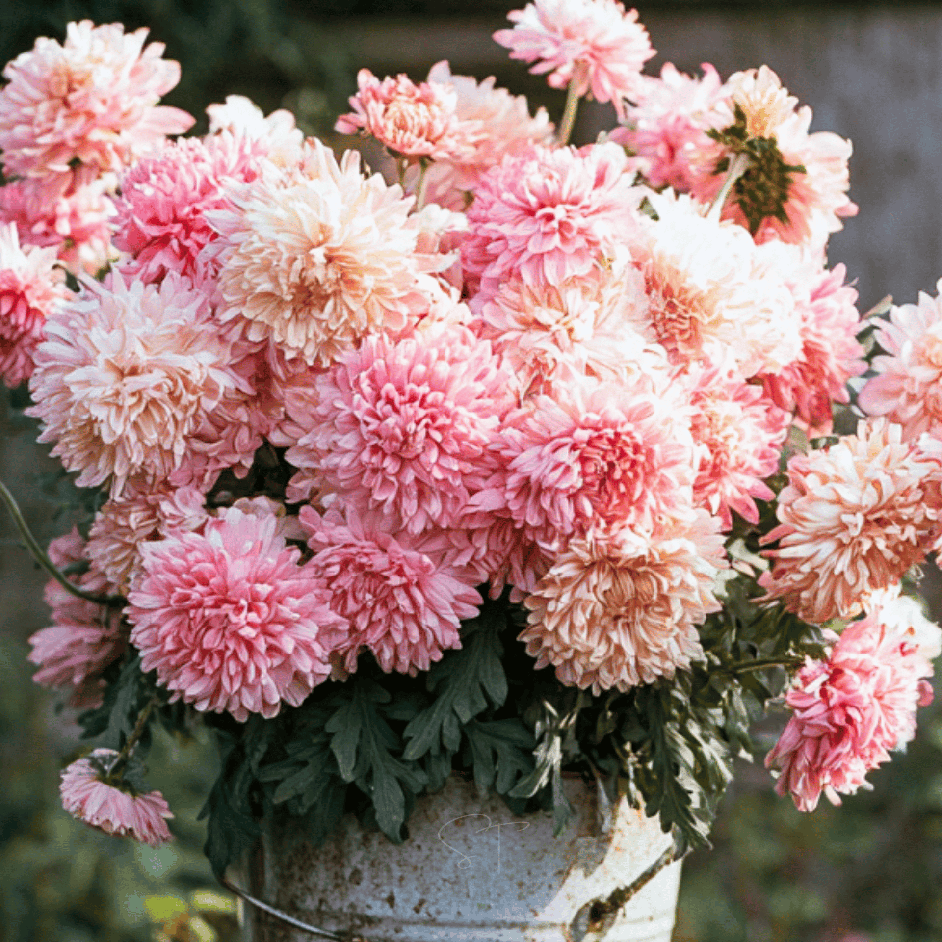 Apricot Paeony Duchess Aster – 50 Seeds