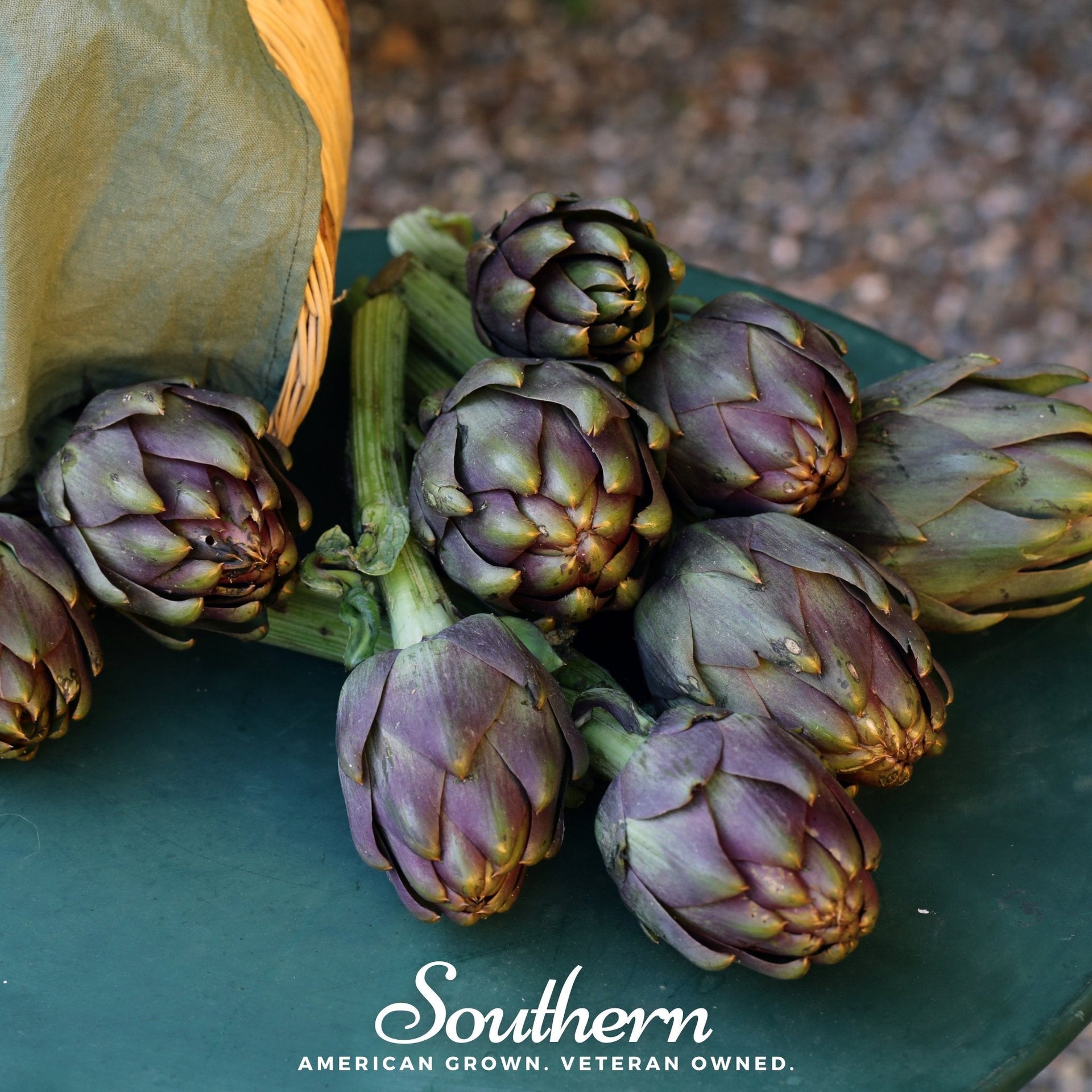 Purple Romagna Artichoke – 25 Seeds