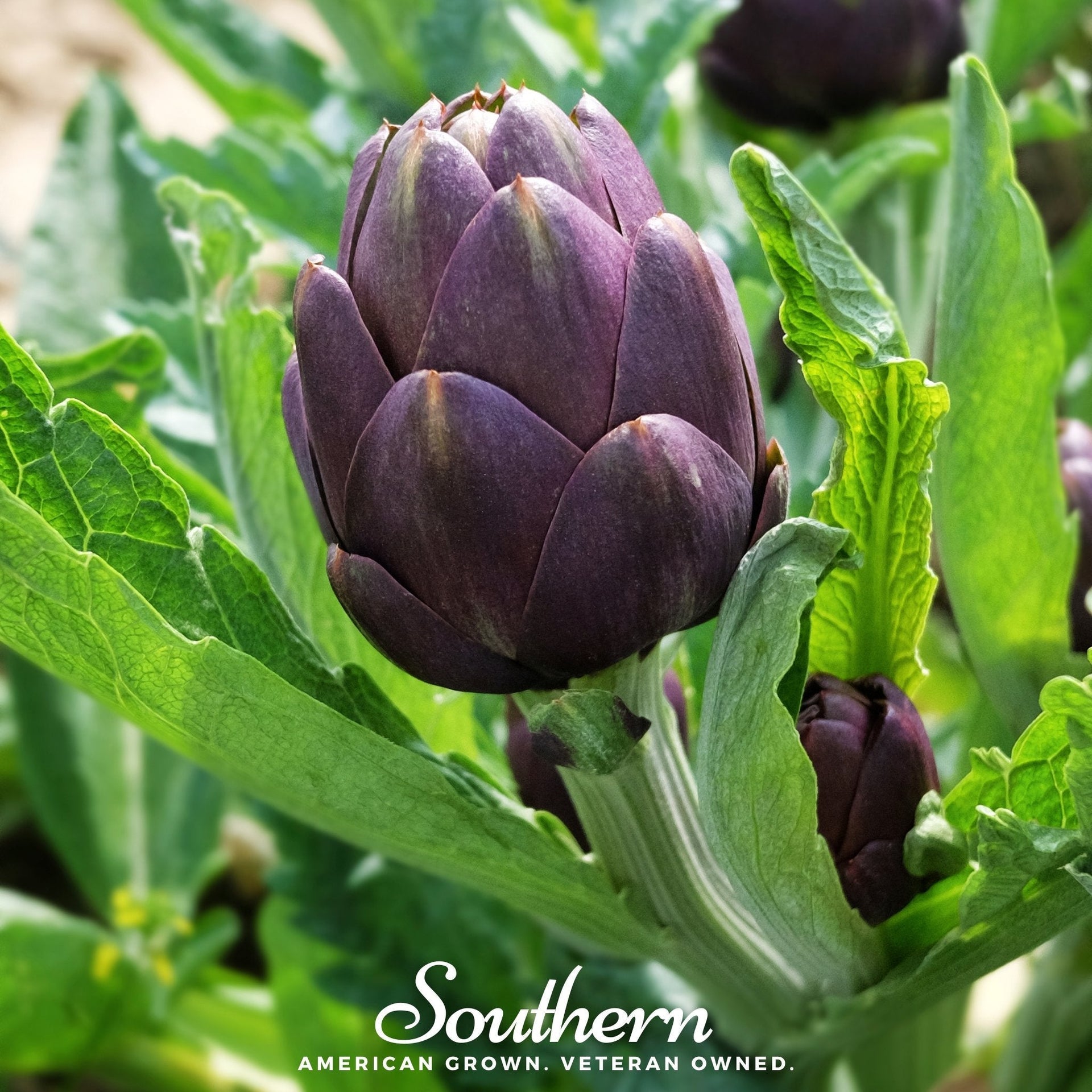 Purple Romagna Artichoke – 25 Seeds