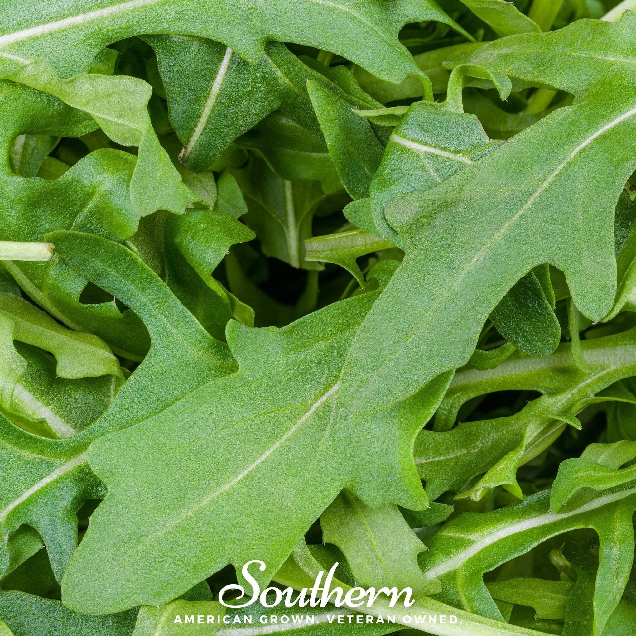 Arugula – 200 Seeds