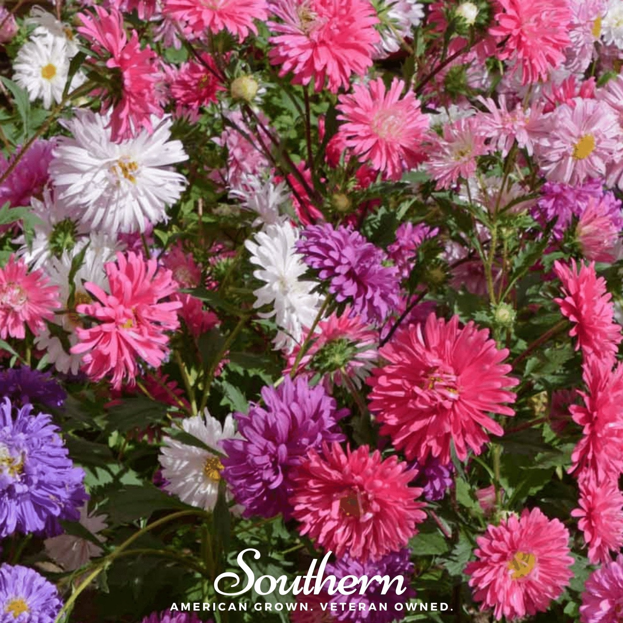 Crego Giant Aster Mix – 50 Seeds