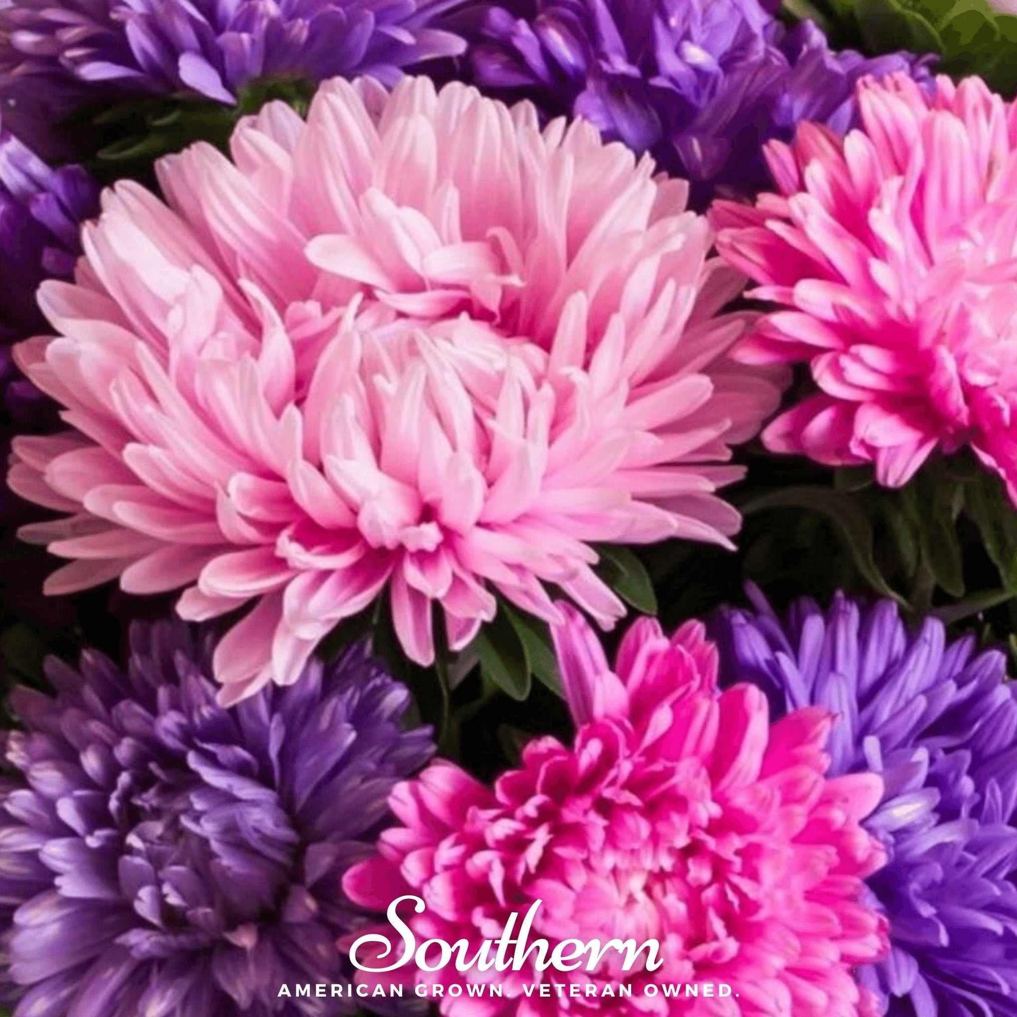 Crego Giant Aster Mix – 50 Seeds