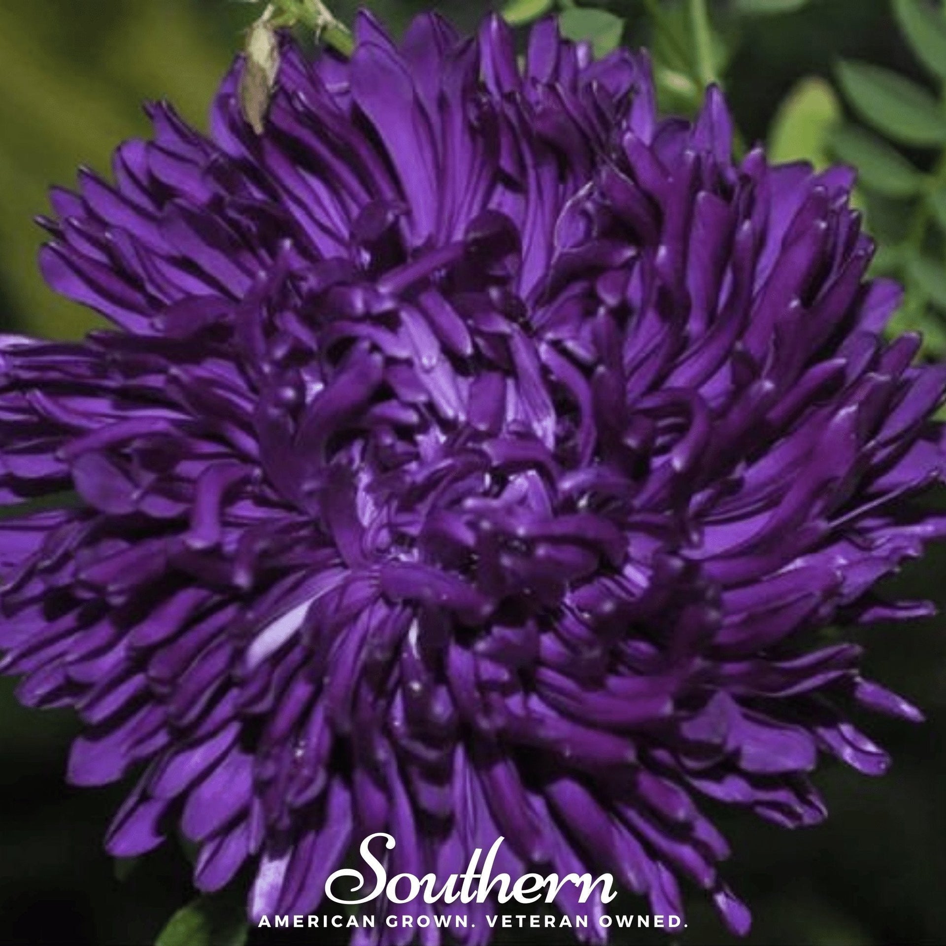 Violet Gremlin Aster – 50 Seeds