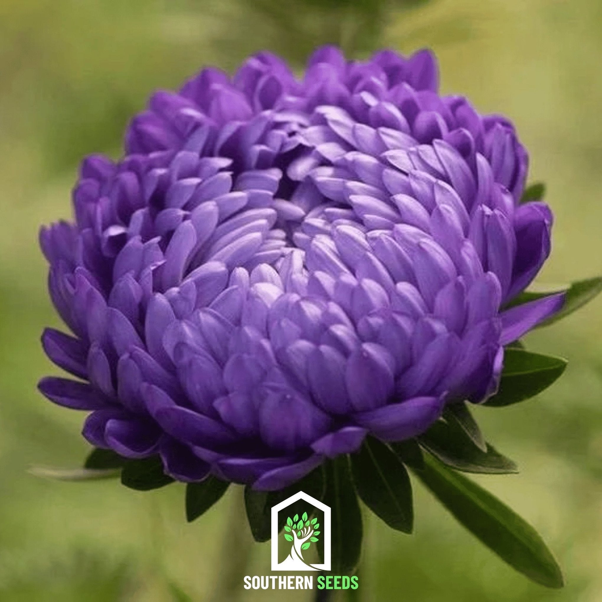 Milady Blue Aster – 50 Seeds