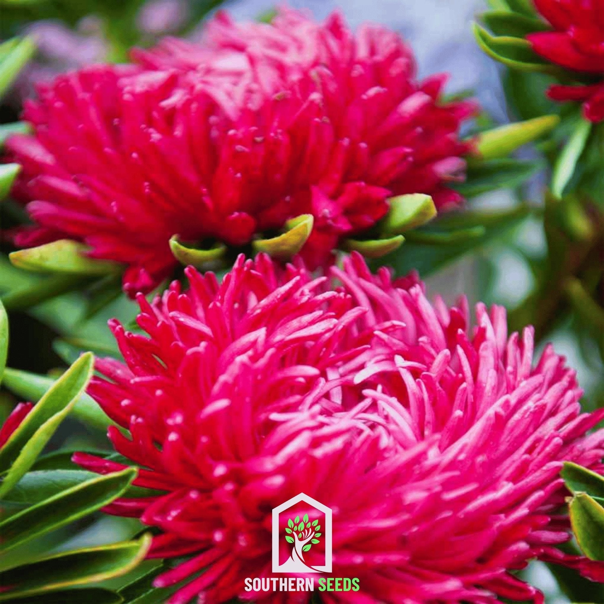 Scarlet Paeony Duchess Aster – 50 Seeds