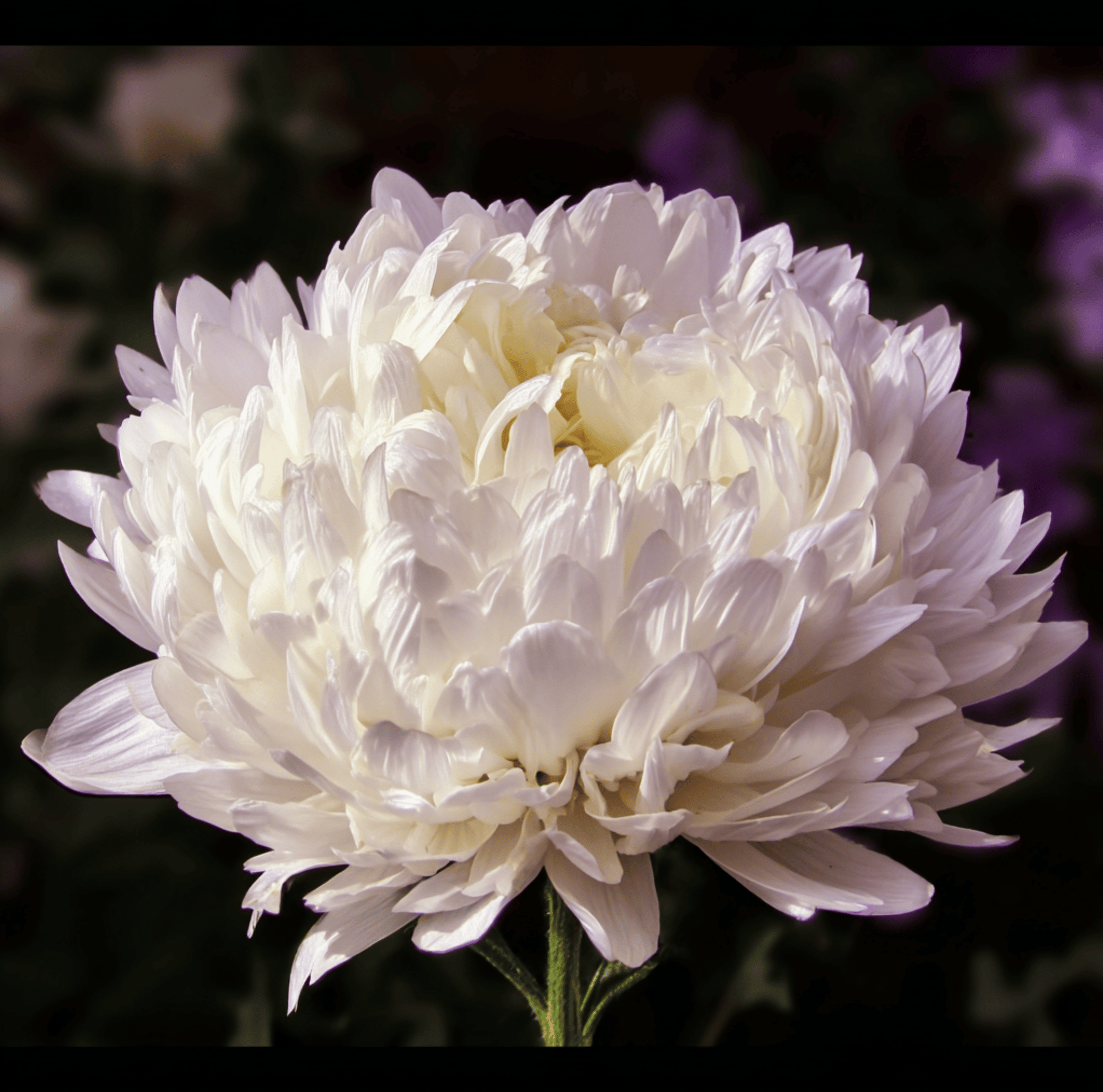 White Paeony Duchess Aster – 50 Seeds