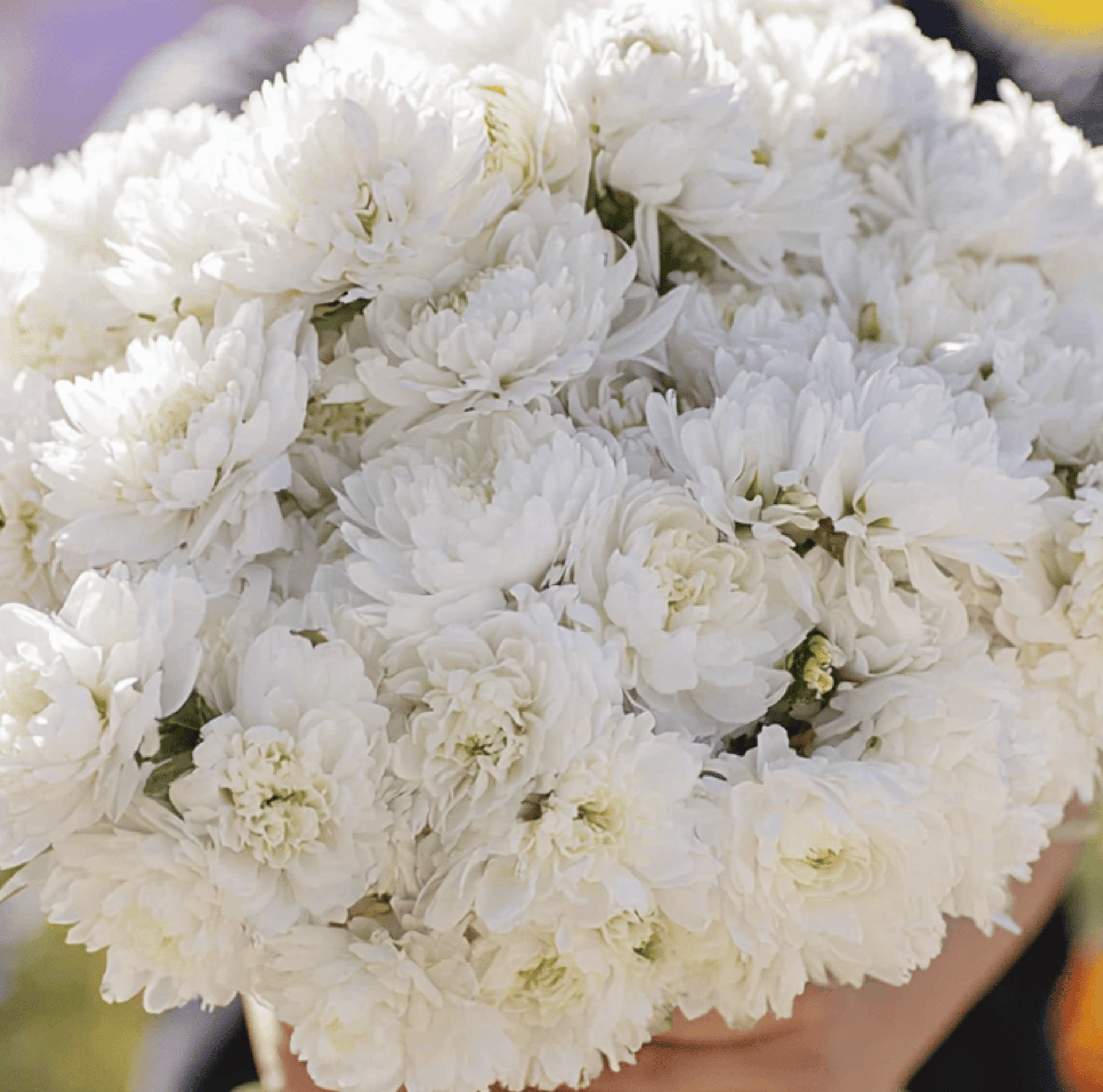 White Paeony Duchess Aster – 50 Seeds