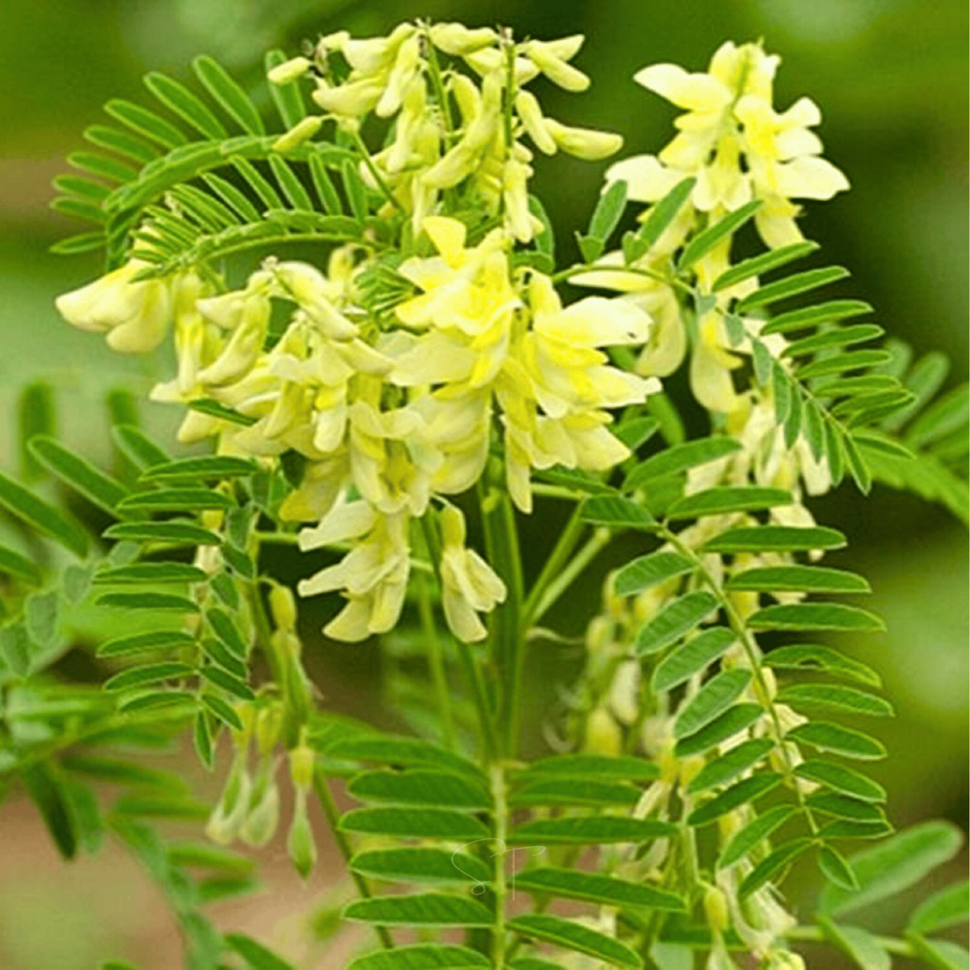 Astragalus (Huang Qi) – 25 Seeds