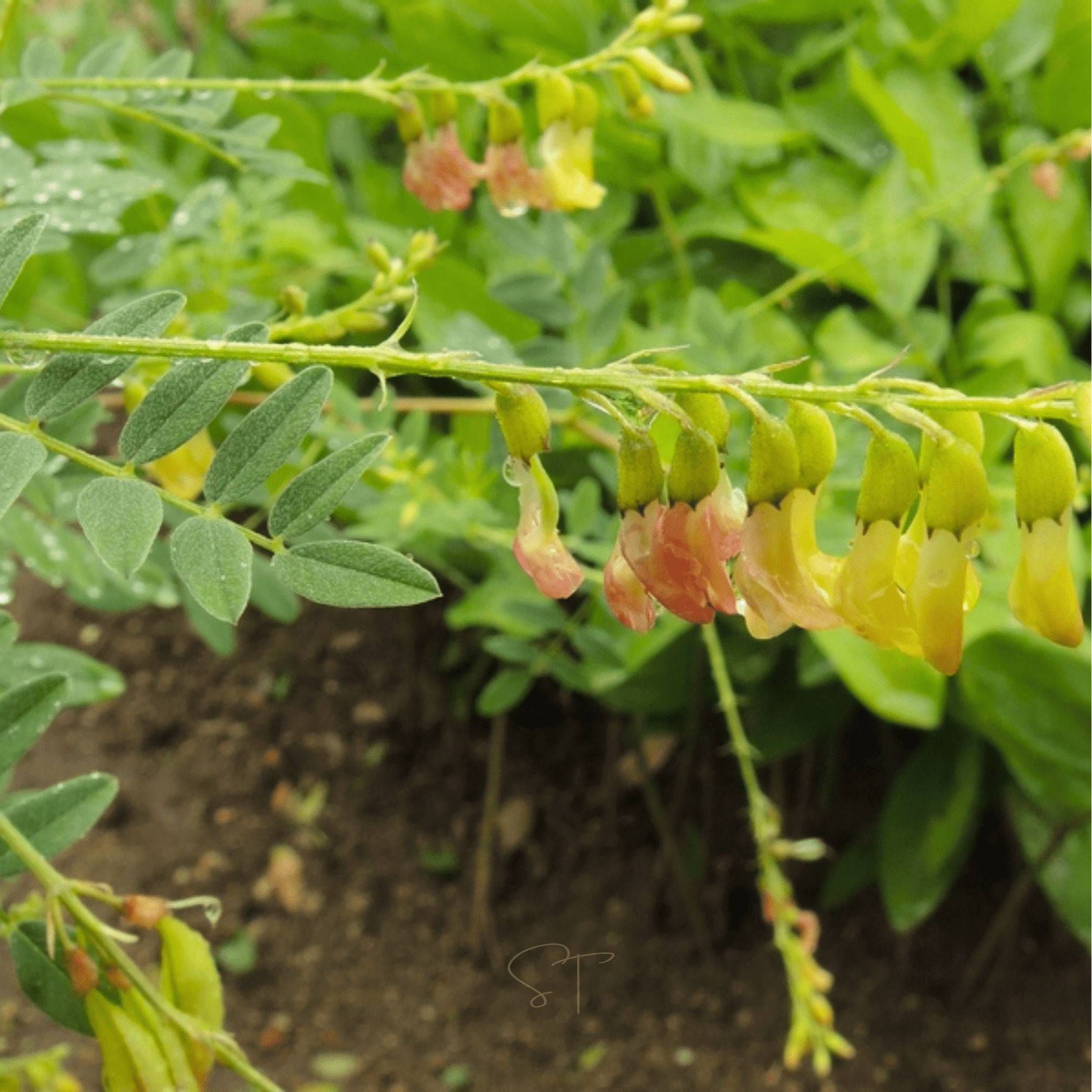 Astragalus (Huang Qi) – 25 Seeds