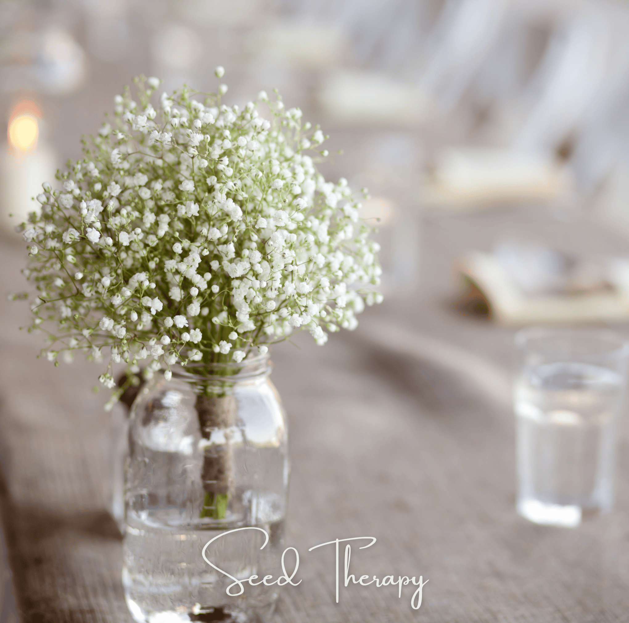 Perennial Baby’s Breath – 100 Seeds