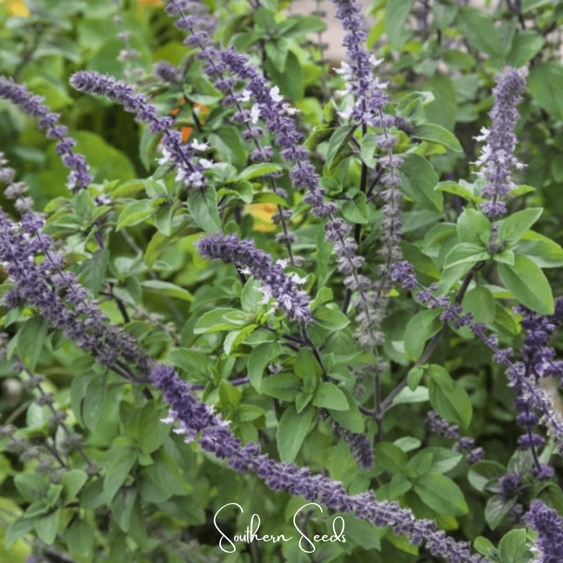 Blue Spice Basil – 100 Seeds