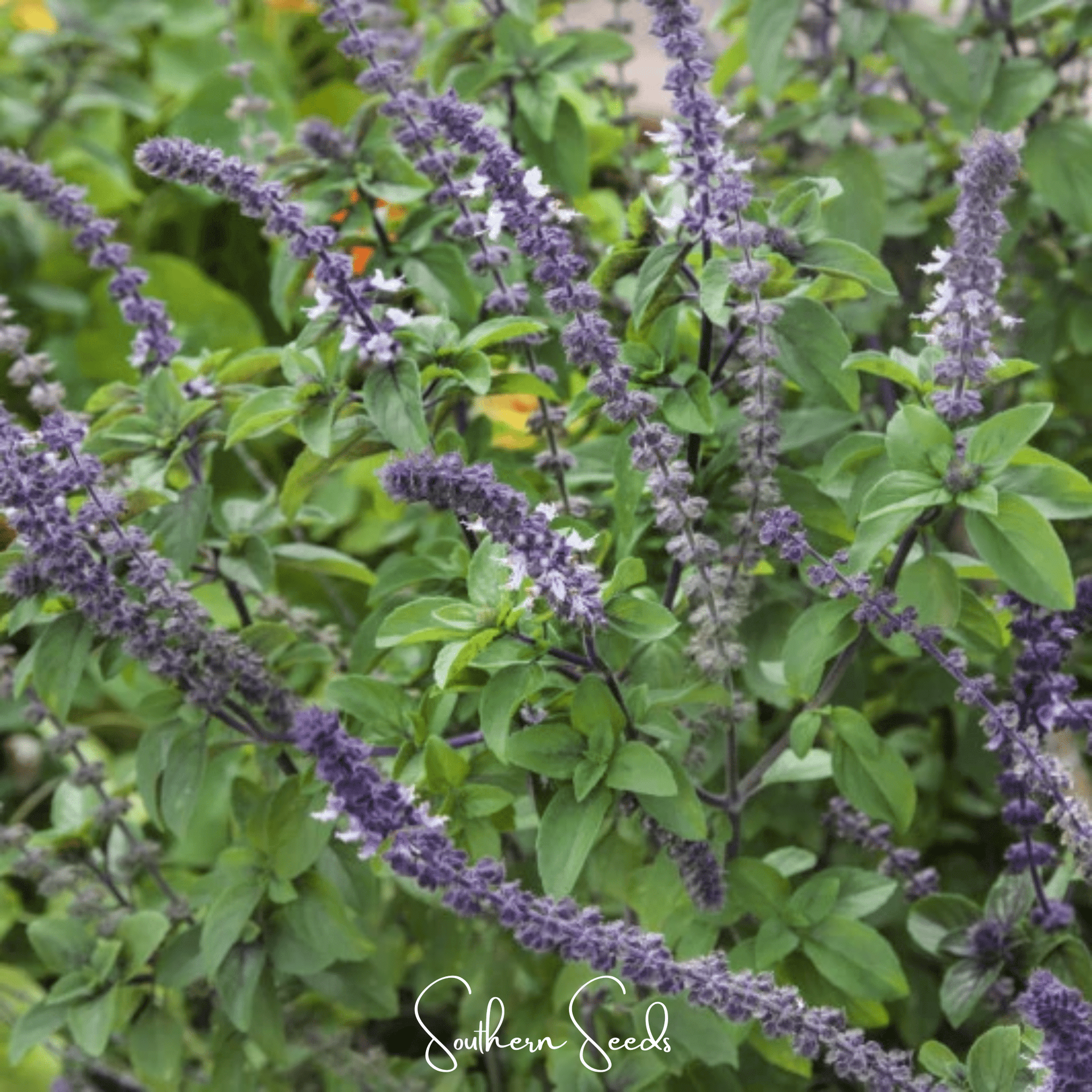 Blue Spice Basil – 100 Seeds