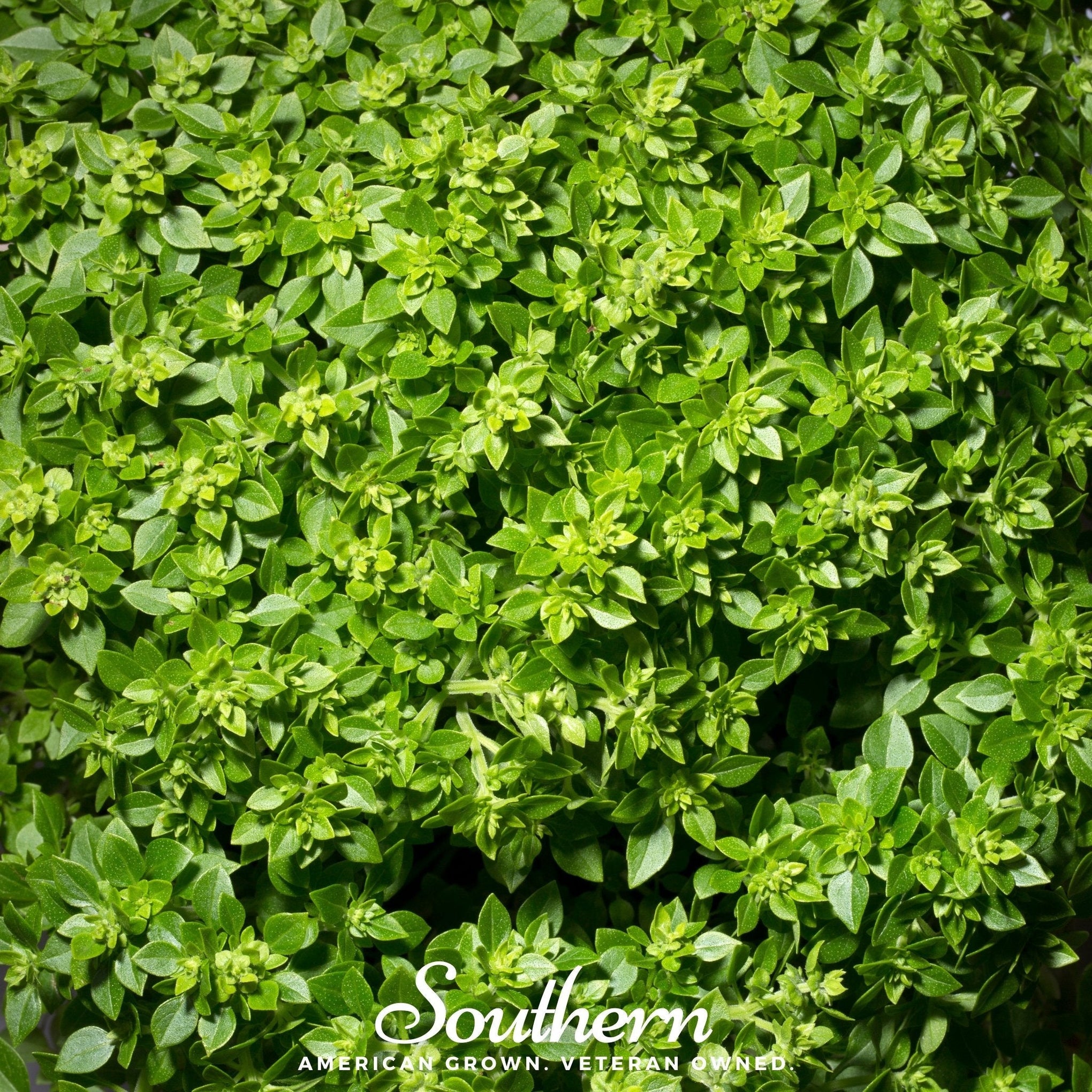 Dwarf Greek Basil – 250 Seeds
