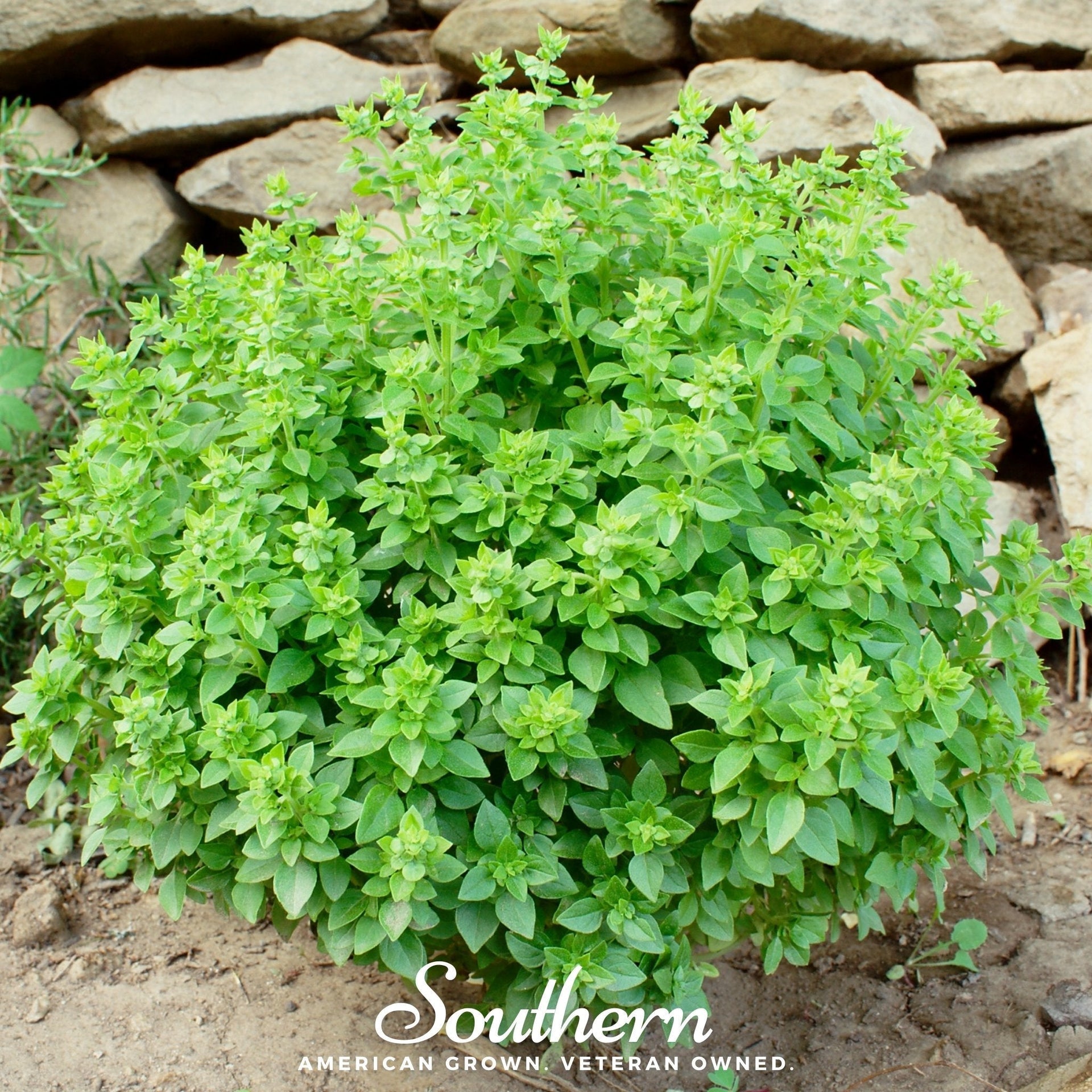 Dwarf Greek Basil – 250 Seeds