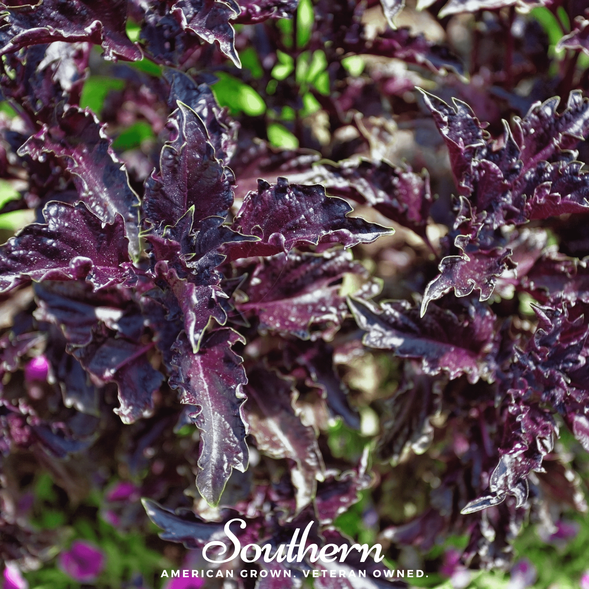 Purple Ruffles Basil – 250 Seeds