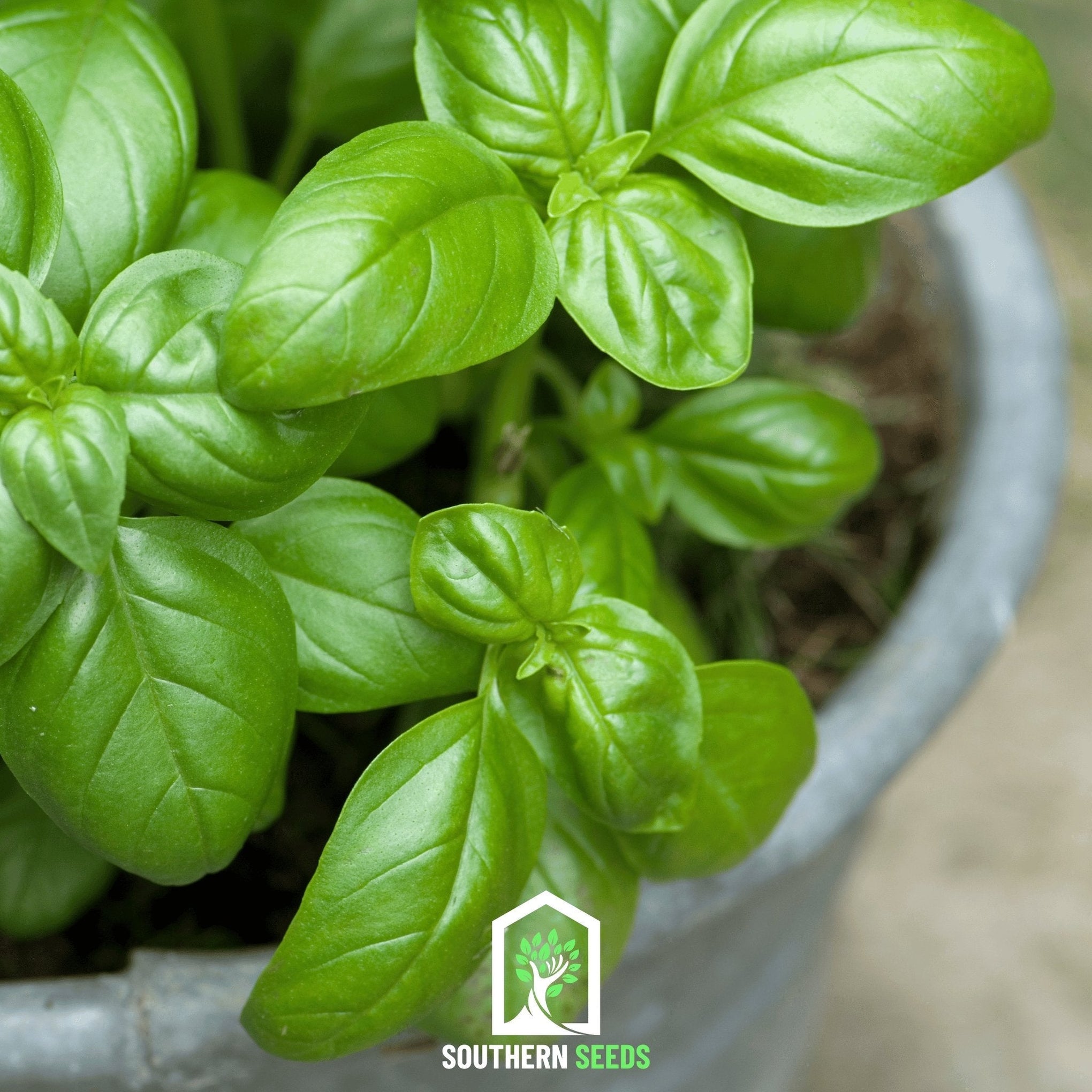 Sweet Basil – 250 Seeds