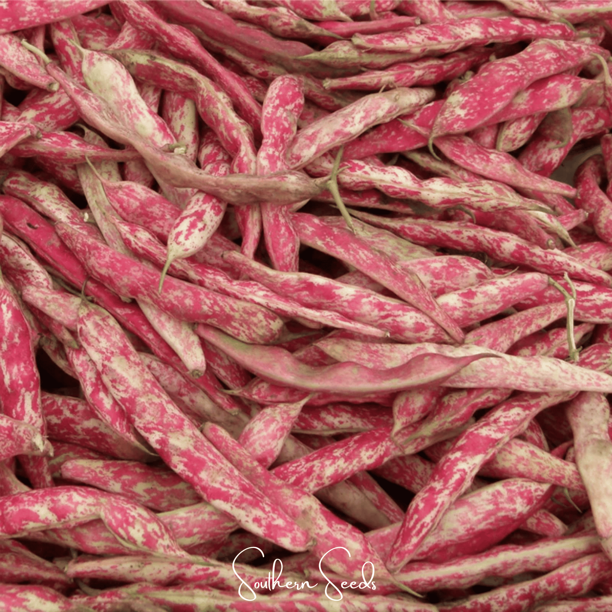 Bean, French Horticulture (Bush) – 30 Seeds