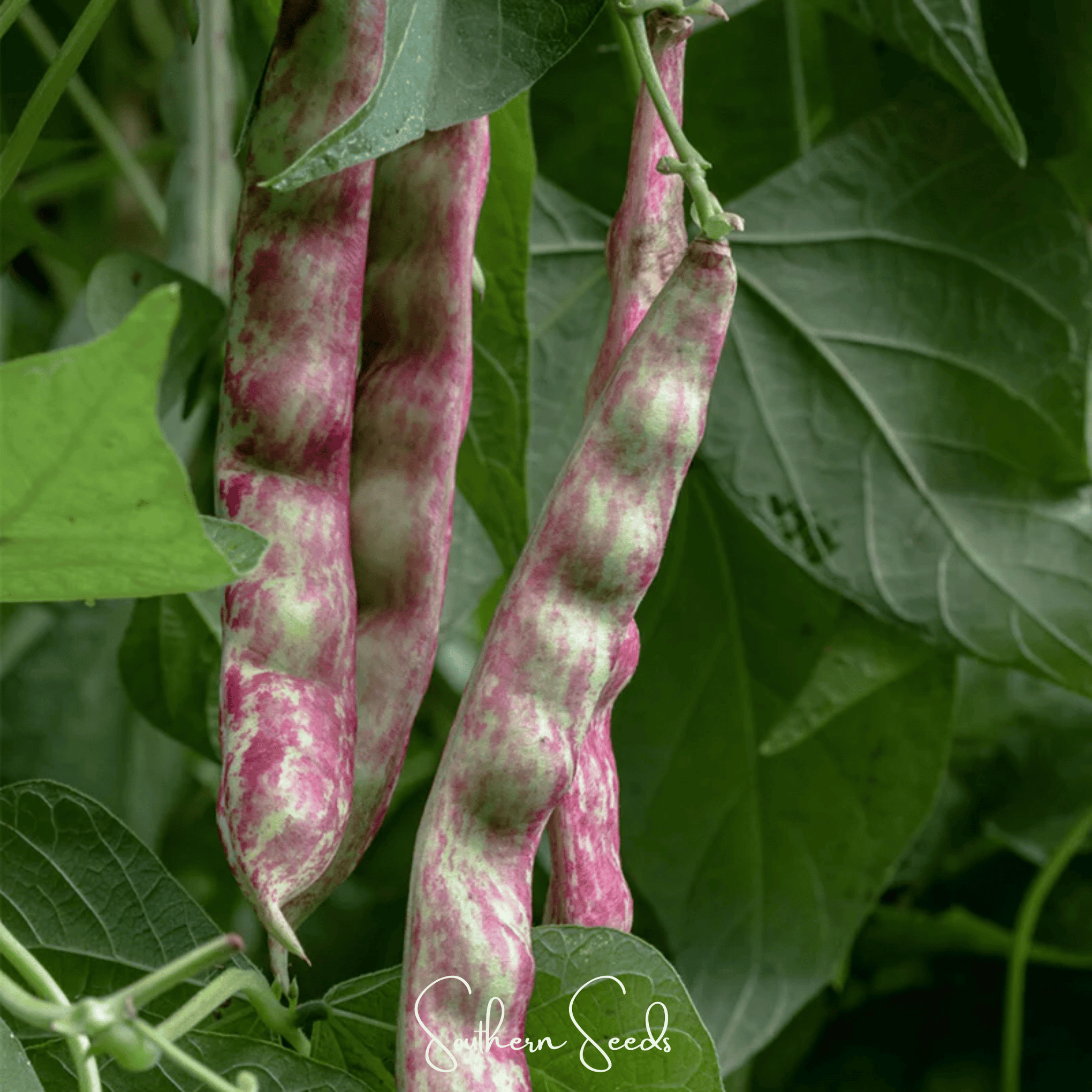 Bean, French Horticulture (Bush) – 30 Seeds