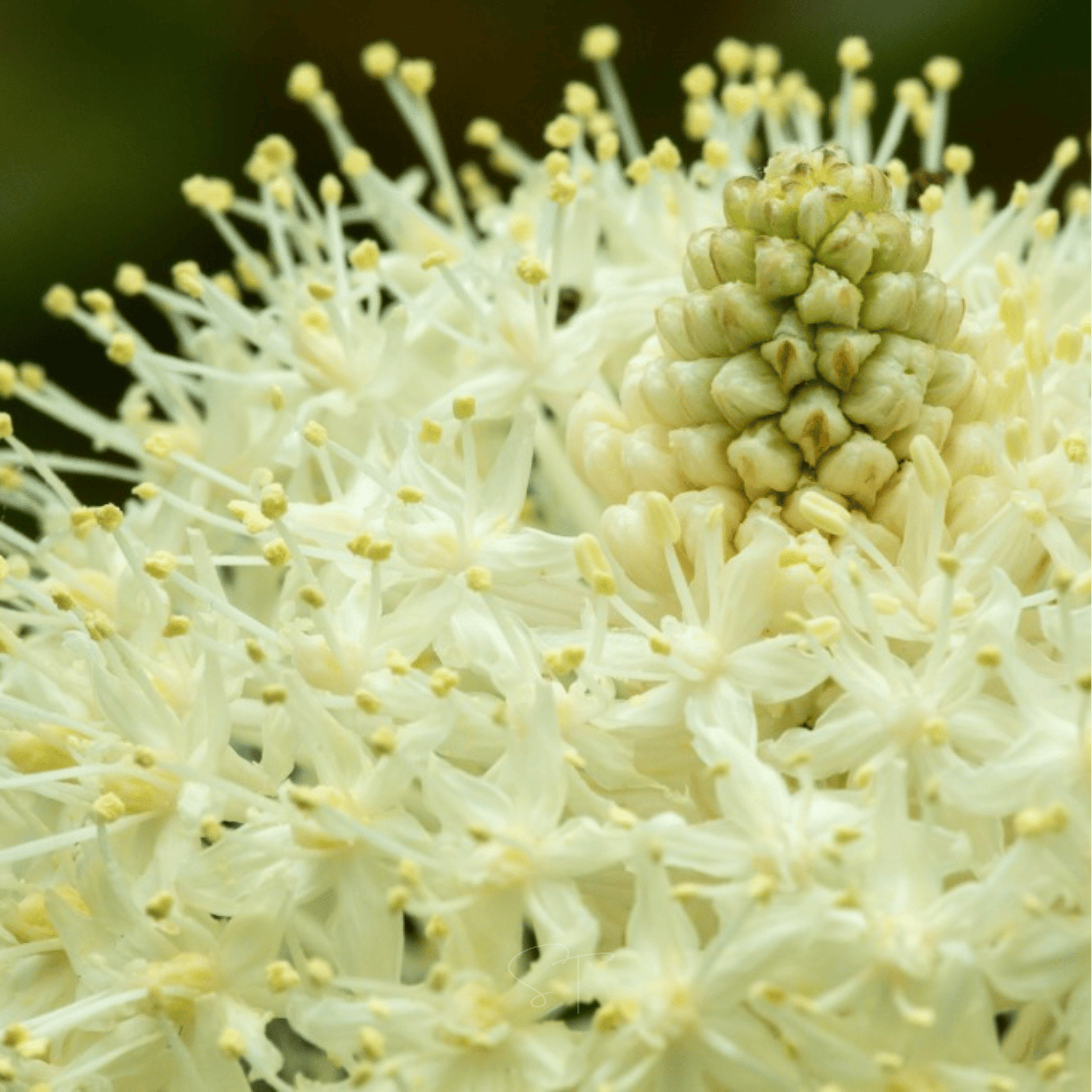 Bear Grass – 50 Seeds