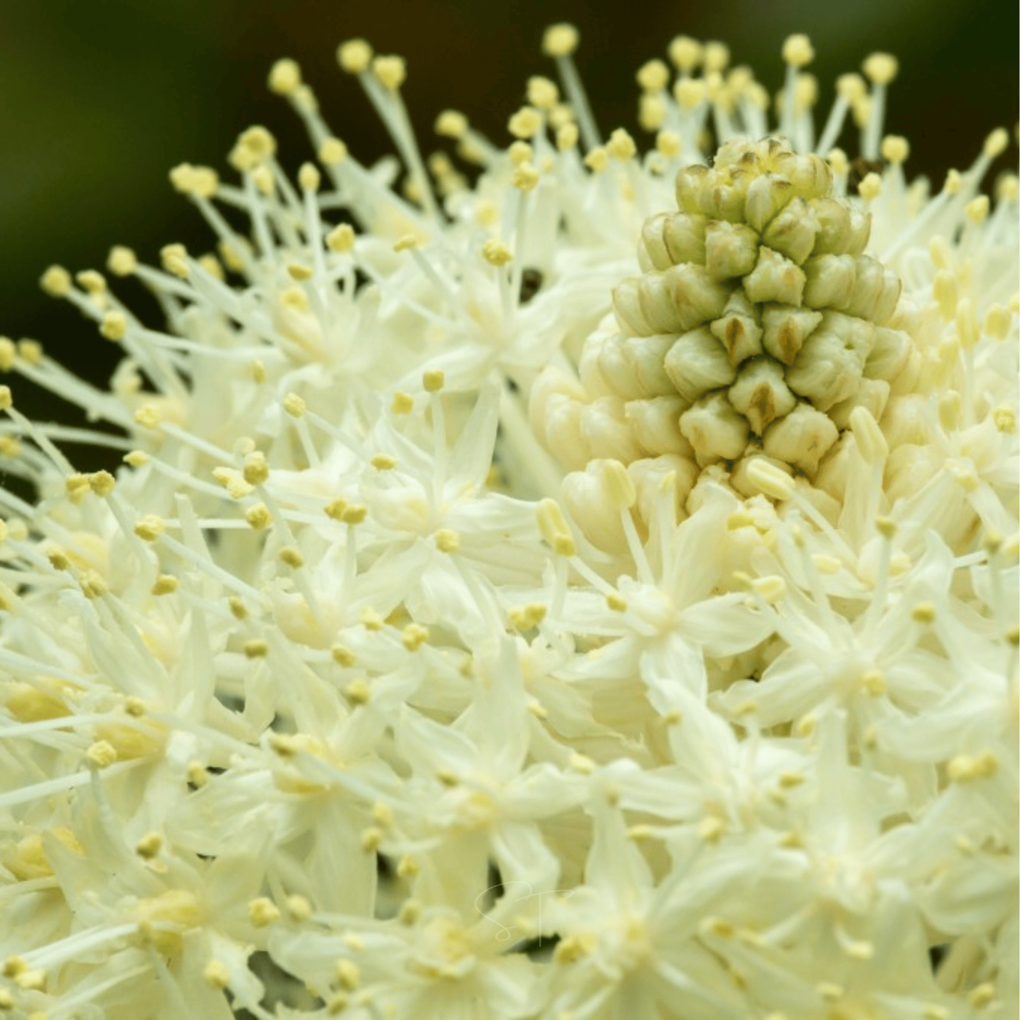 Bear Grass – 50 Seeds