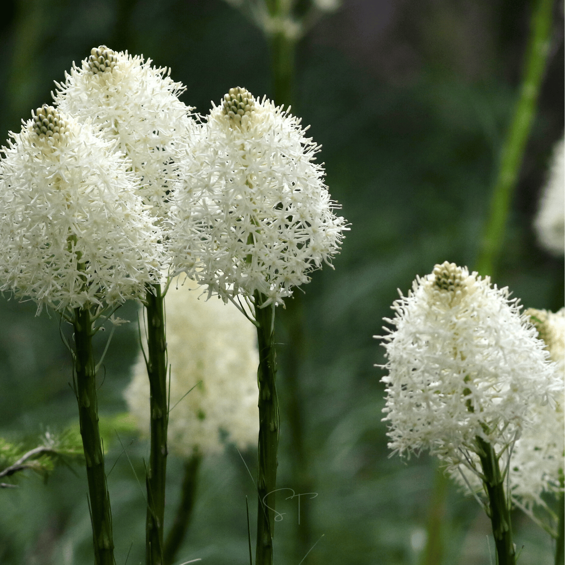 Bear Grass – 50 Seeds