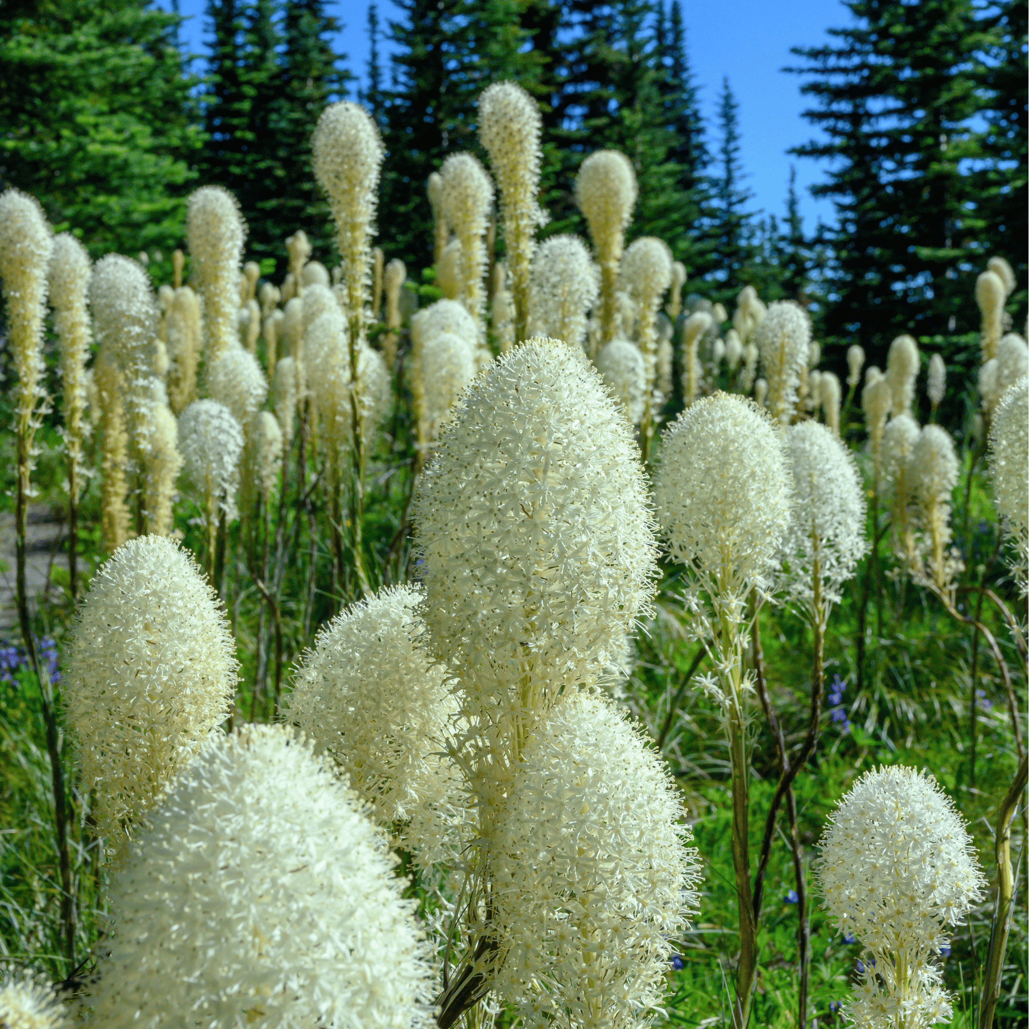 Bear Grass – 50 Seeds