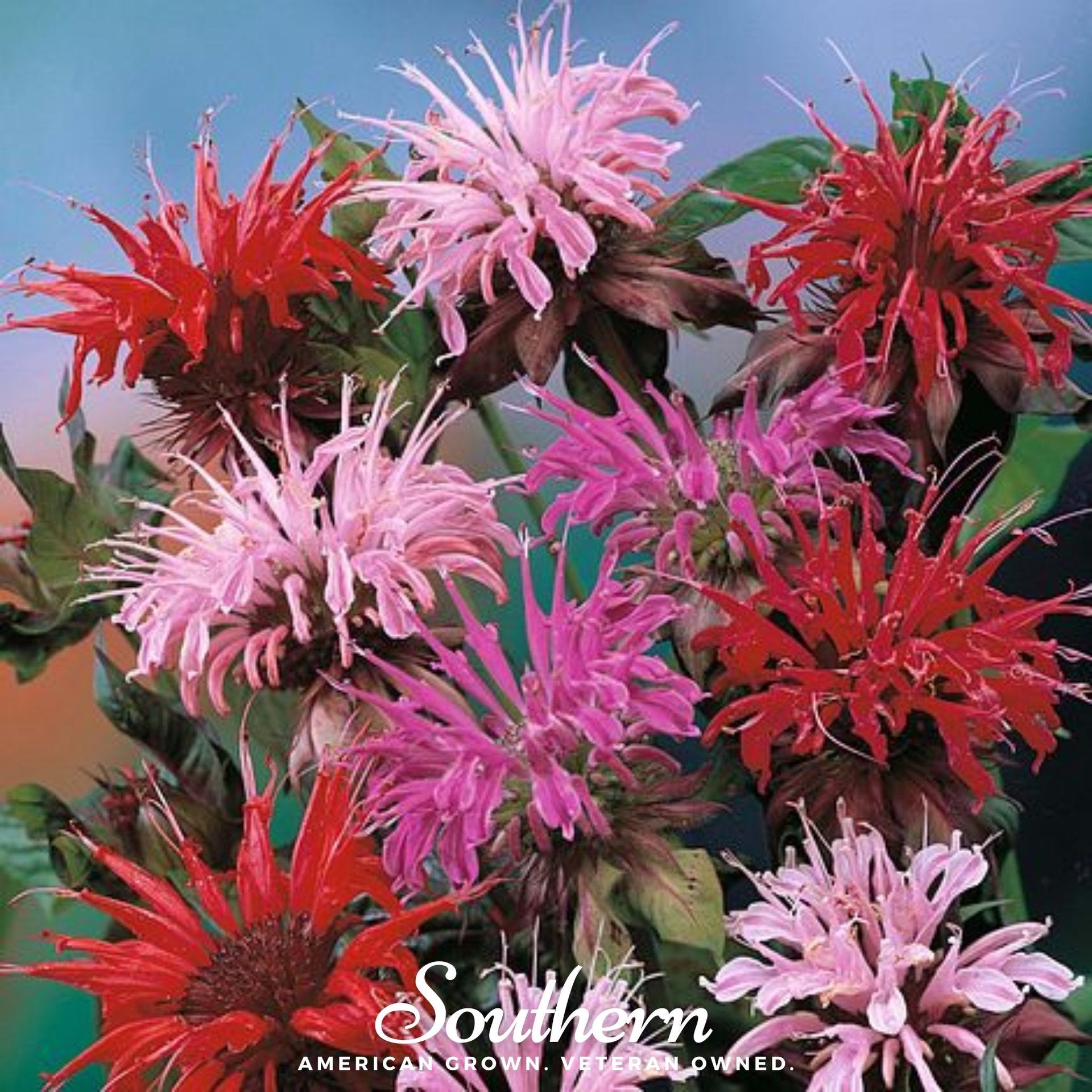 Monarda Bee Balm Mix – 20 Seeds