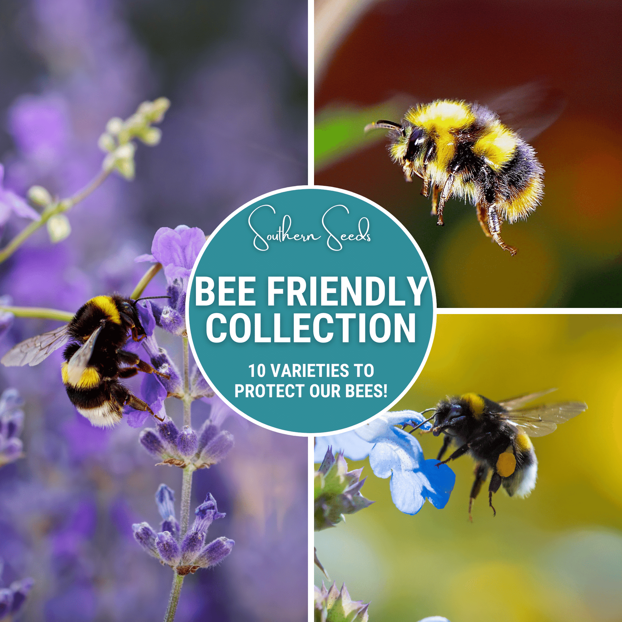 Bee Friendly Collection – 10 Flower Varieties