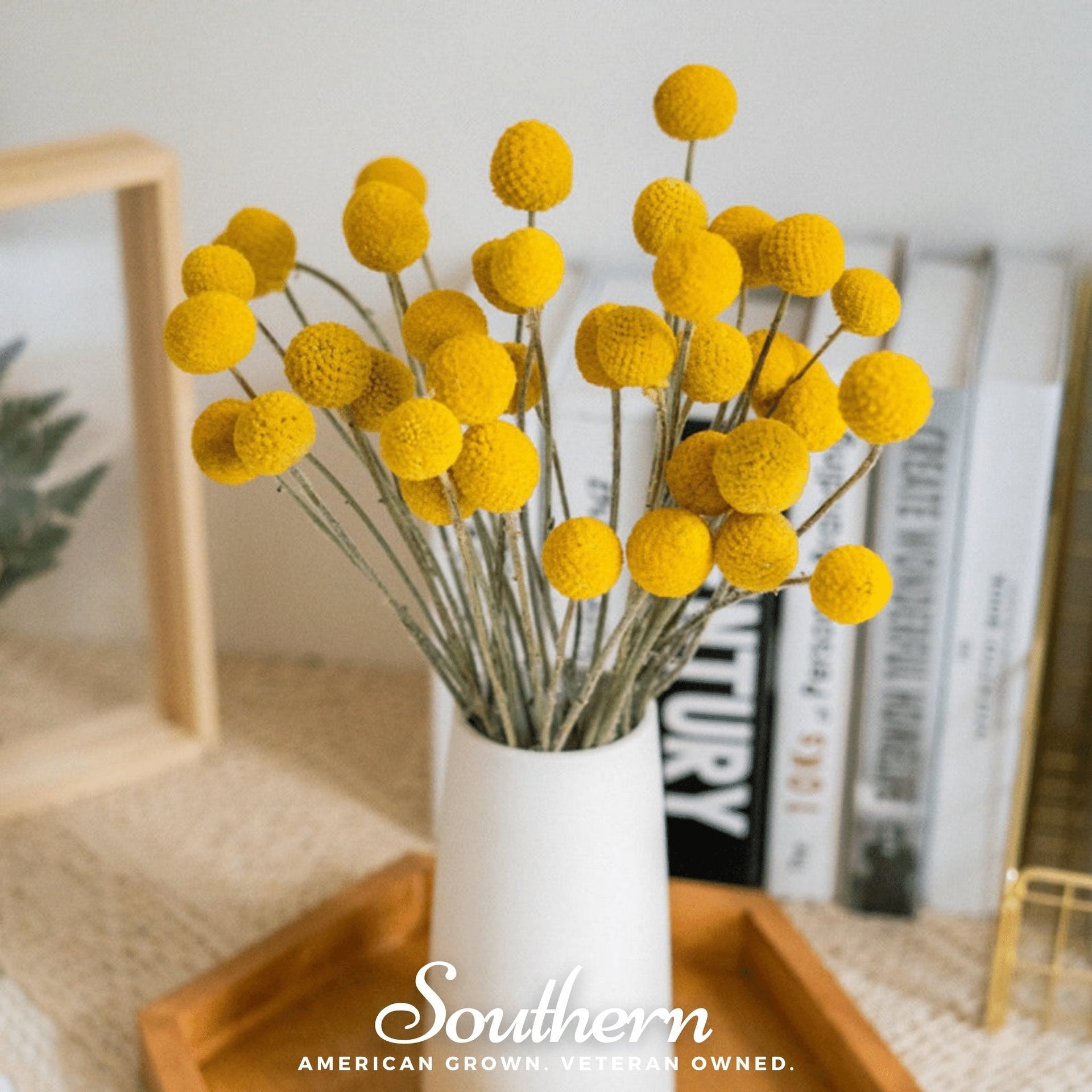 Billy Buttons (Drumsticks) – 50 Seeds