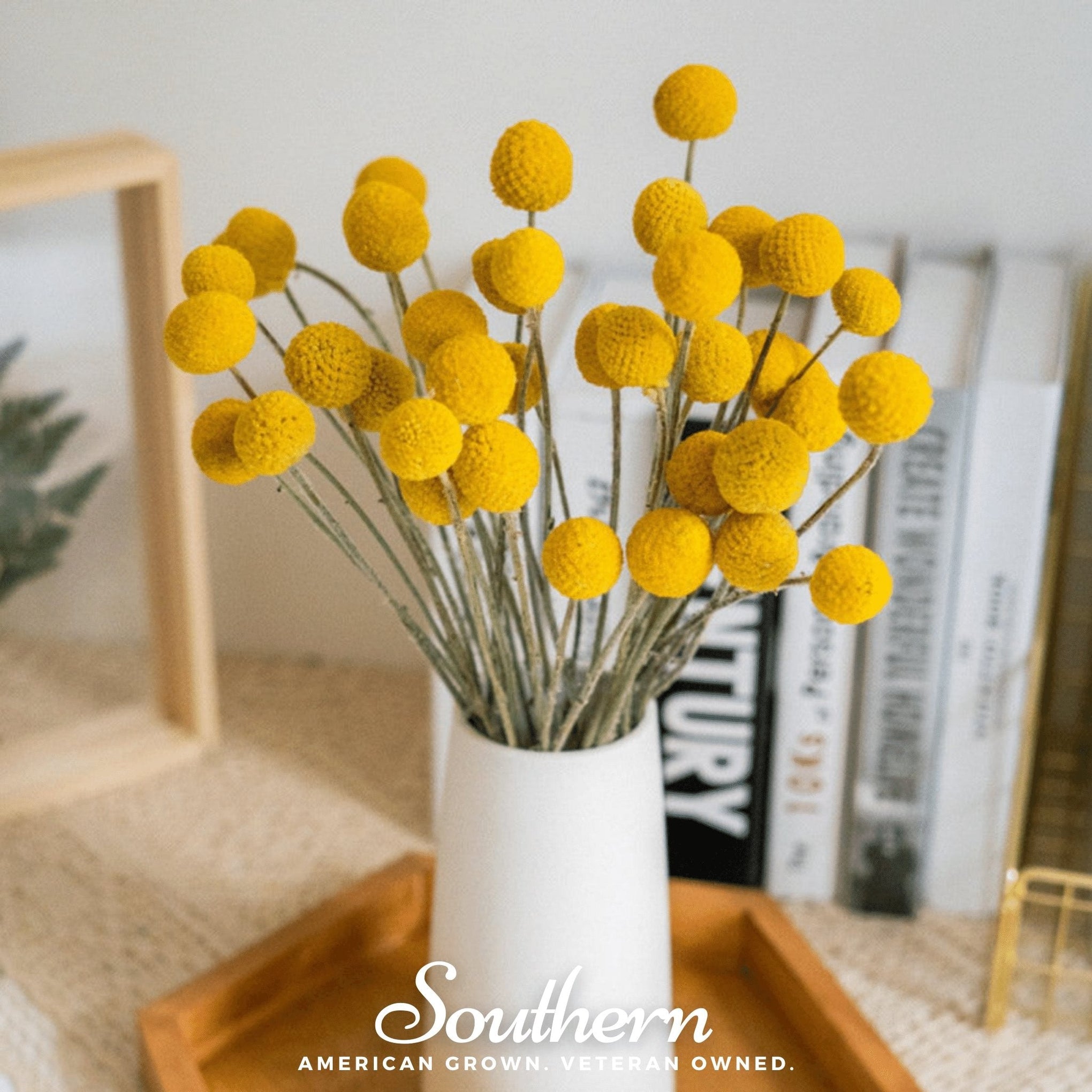 Billy Buttons (Drumsticks) – 50 Seeds