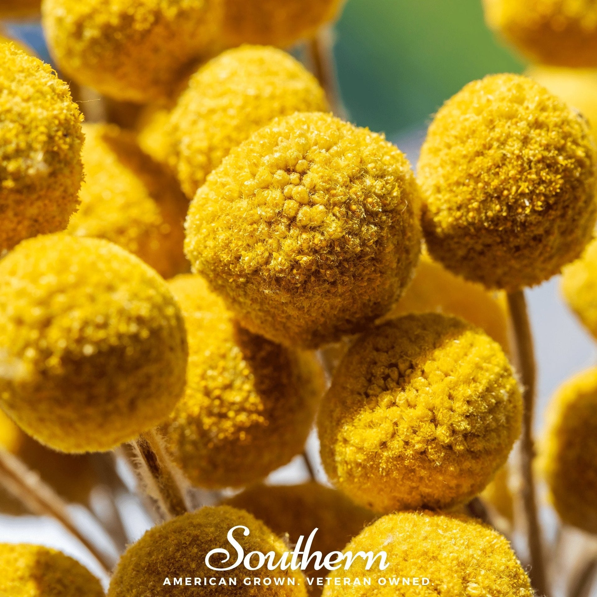 Billy Buttons (Drumsticks) – 50 Seeds