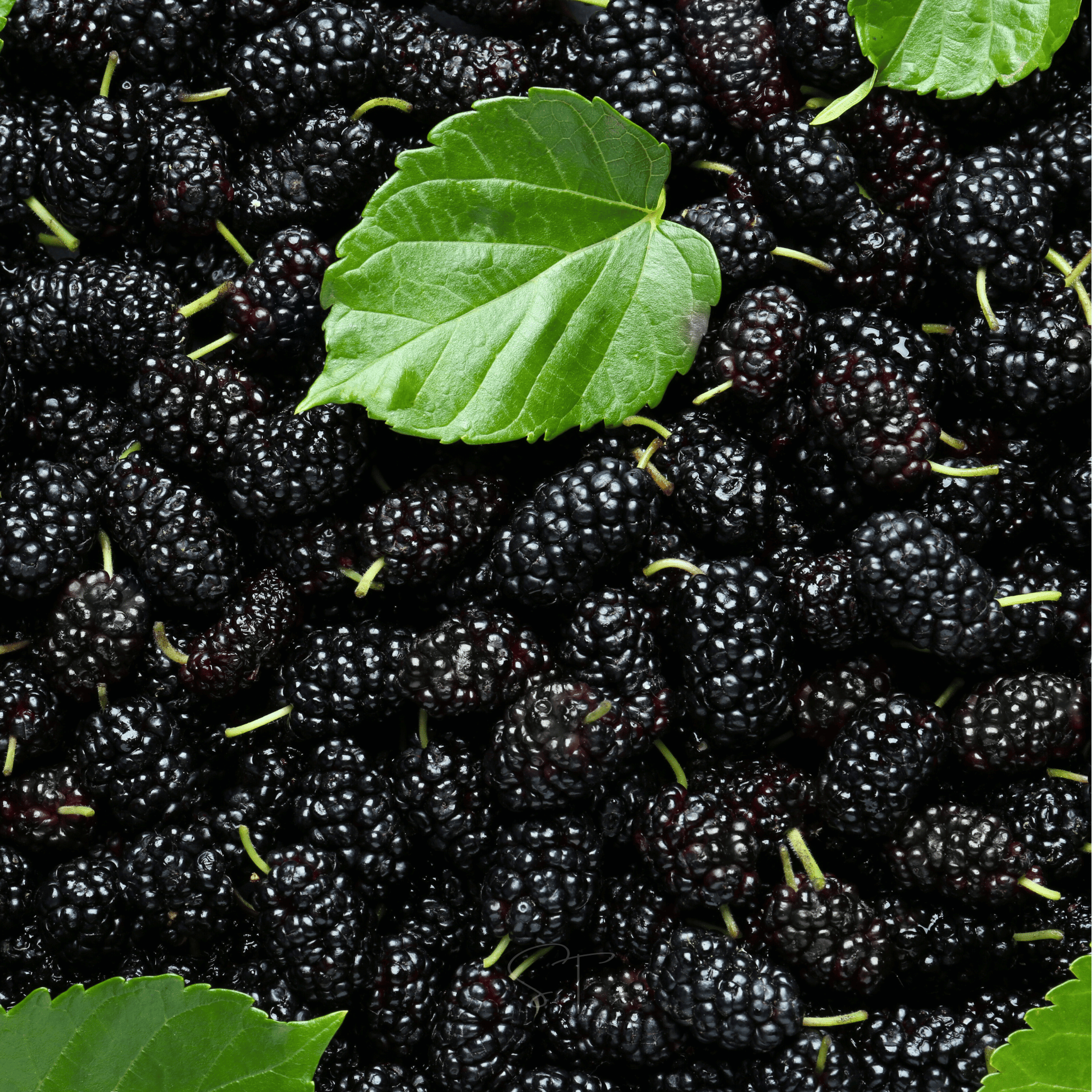 Black Mulberry – 50 Seeds