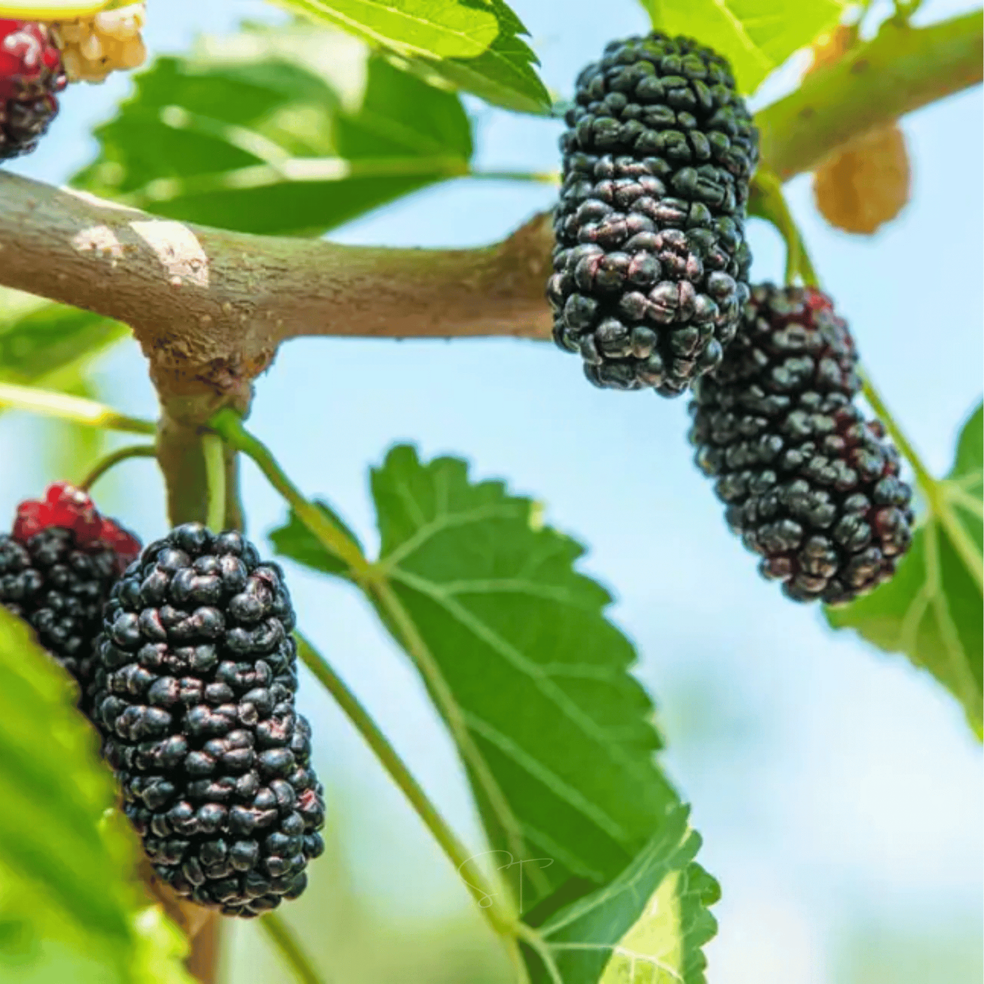 Black Mulberry – 50 Seeds