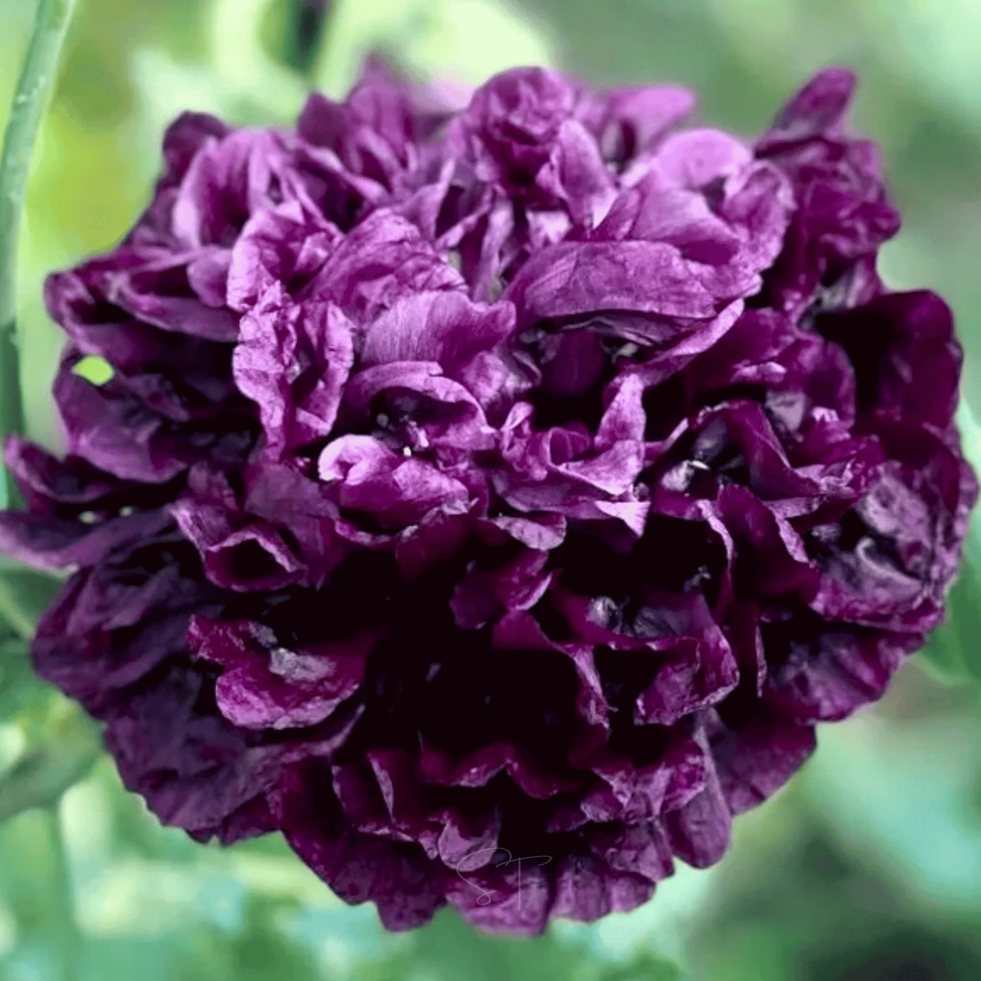Black Peony Poppy – 100 Seeds