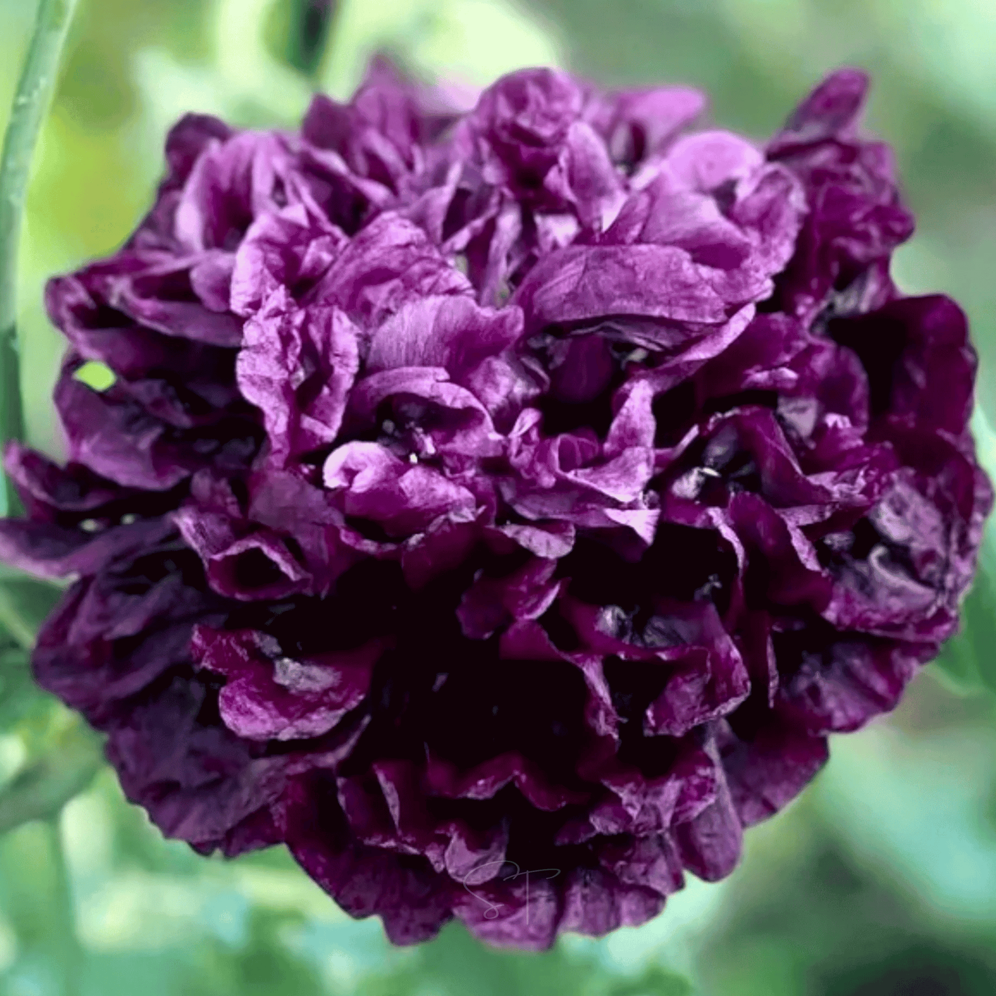 Black Peony Poppy – 100 Seeds