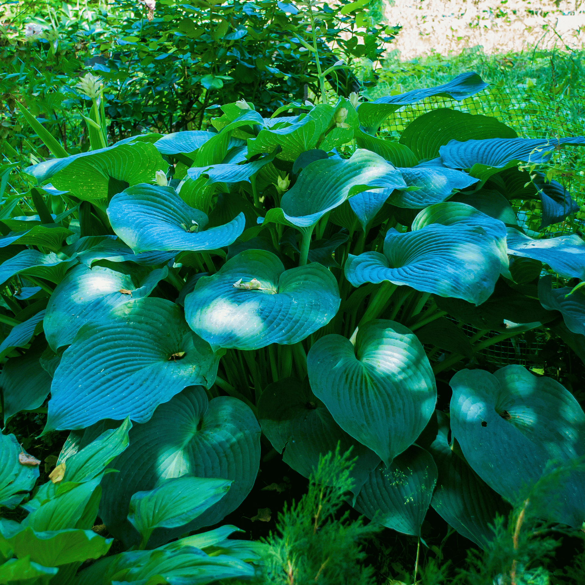 Blue Hosta – 25 Seeds